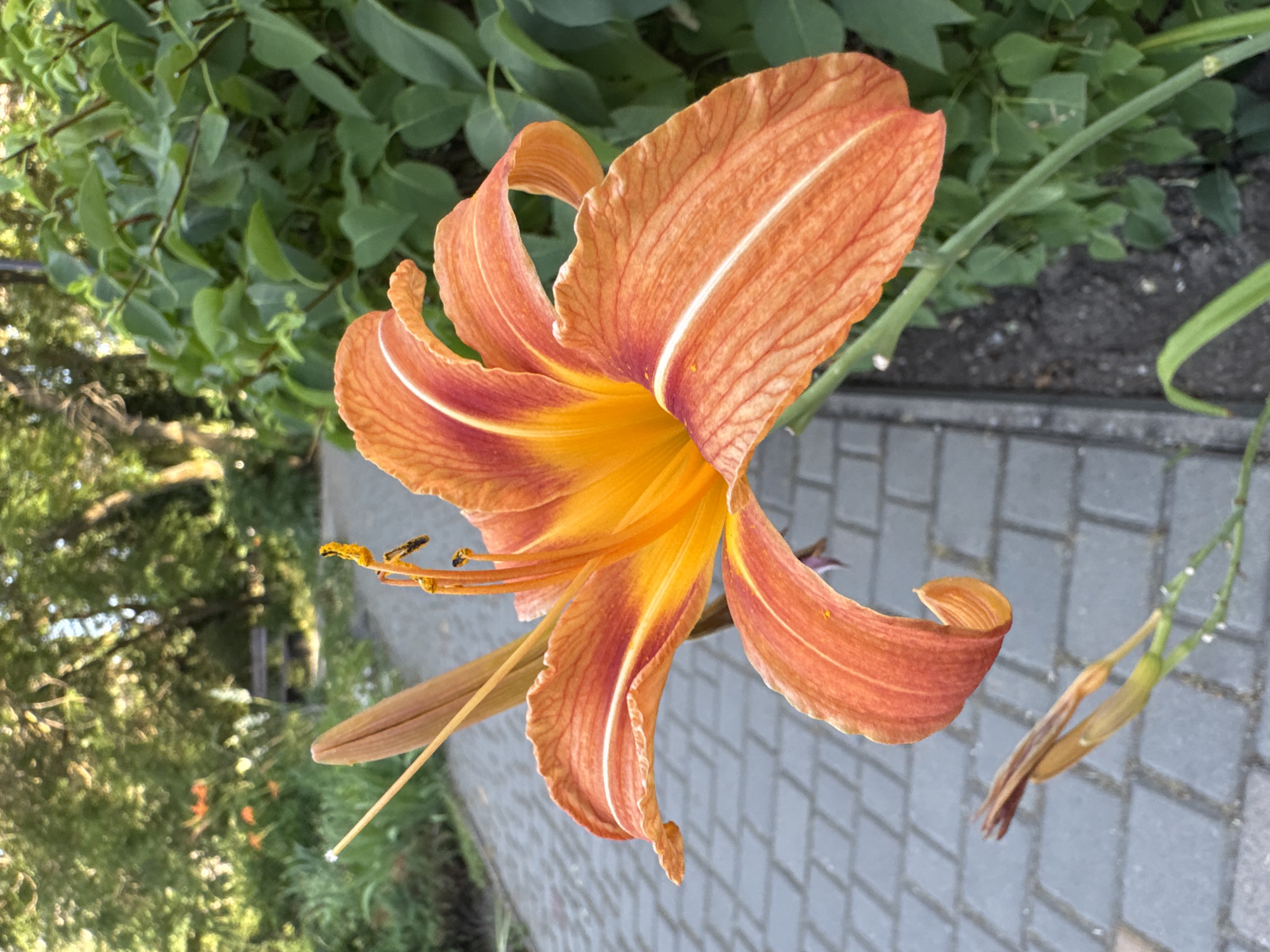 The image shows a close-up of an orange lily in bloom. The flower is the main subject, with its petals unfurling and revealing the vibrant orange and yellow interior. The stamen, tipped with yellow pollen, are visible in the center.
The lily is set against a backdrop of green foliage, likely from a garden or park. To the right of the flower, a paved pathway made of grey interlocking bricks is visible. The lighting suggests it is daytime, possibly late morning or early afternoon, with sunlight illuminating the flower and casting soft shadows. There are water droplets on the stem and some developing seed pods, suggesting recent rain or dew.
The overall scene is natural and serene, with the focus entirely on the beauty of the flower. No people are visible in the image, and there is no discernible text. The setting appears to be an outdoor environment in Odesa, Ukraine.