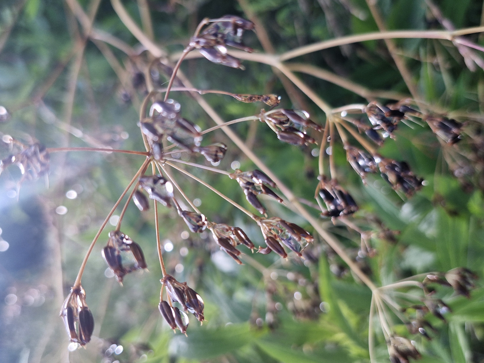 The image is a close-up, slightly blurred photograph of dried seed pods on thin stems, possibly from a dill plant, with dew drops clinging to them. The background is a soft-focus green, indicating foliage. The lighting suggests it is either early morning or late afternoon, with some highlights from the sun. The scene appears to be outdoors in a natural or garden setting. There are no people or animals visible. The focus is on the delicate details of the seed pods and water droplets. The location in the city of Ķekava, Latvia, is not discernible from the visual information provided in the image itself.