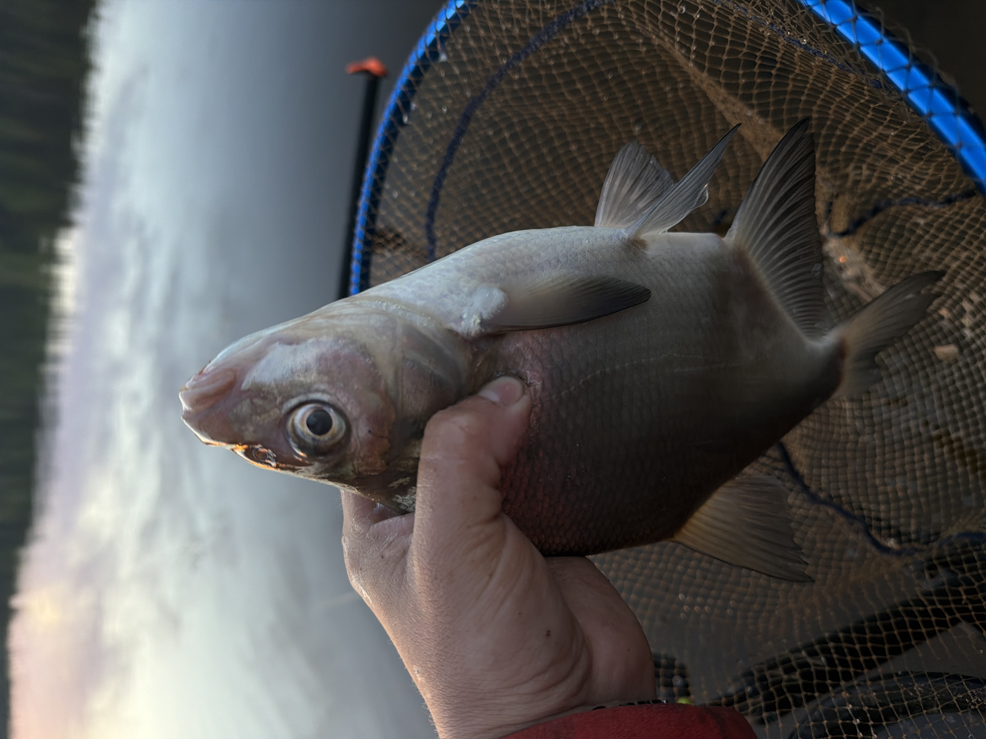 A man holds a freshly caught bream in his hand, with a fishing net visible behind the fish. The location is Chaykovsky, Russia, as suggested by the image context. The bream appears silvery-grey with visible fins and scales. The man's hand firmly grips the fish. The fishing net behind the fish has a blue frame and is made of dark mesh. The background shows a body of water, likely a lake or river. The lighting is subdued, suggesting the photo was taken near dusk or dawn.