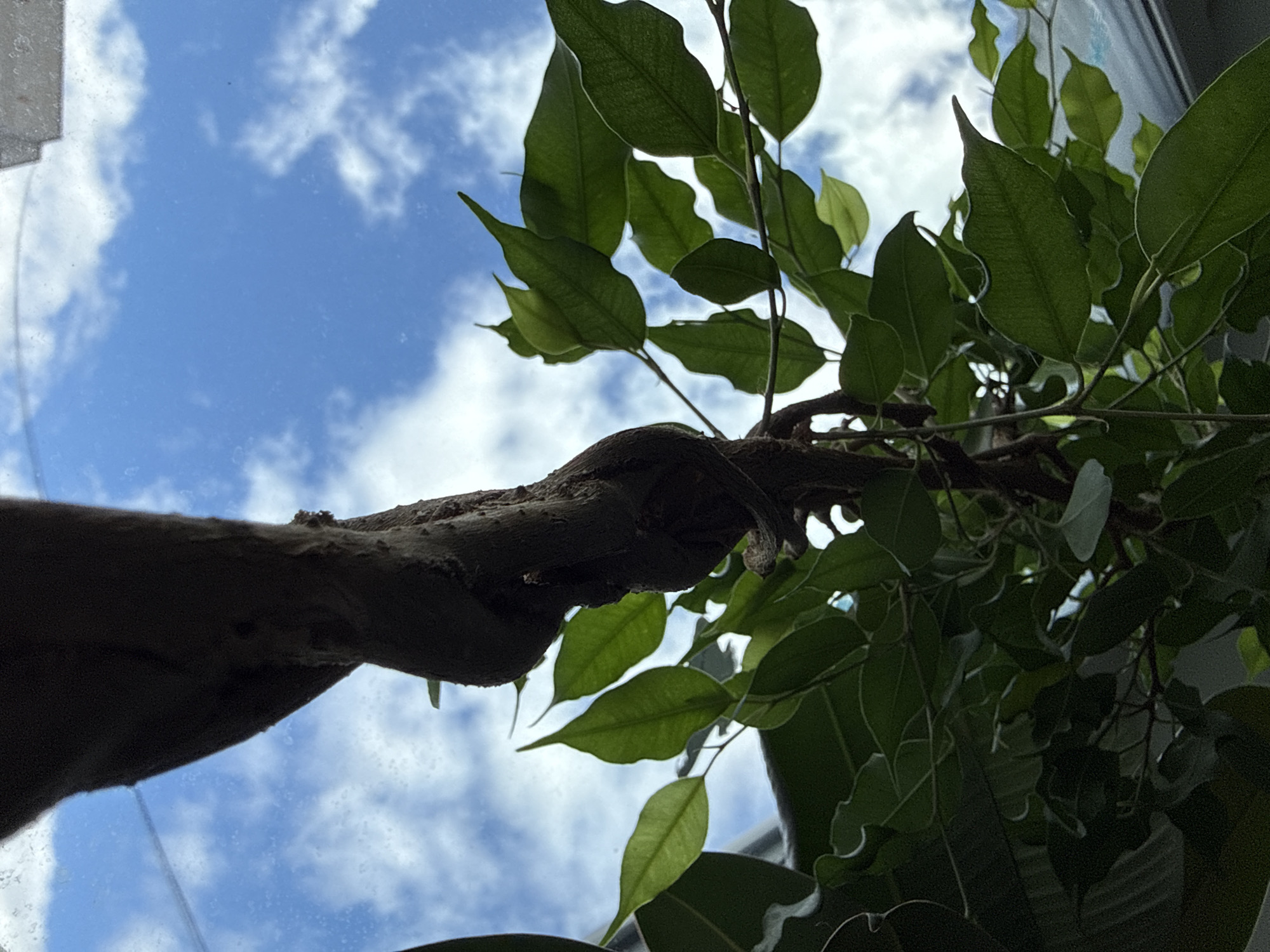 A low-angle shot captures a plant with green leaves and a brown stem against a backdrop of a blue sky with white clouds, partially visible through a window frame. The location, specified as Chaikovsky, Russia, provides a geographical context but has no visible indicators in the image.