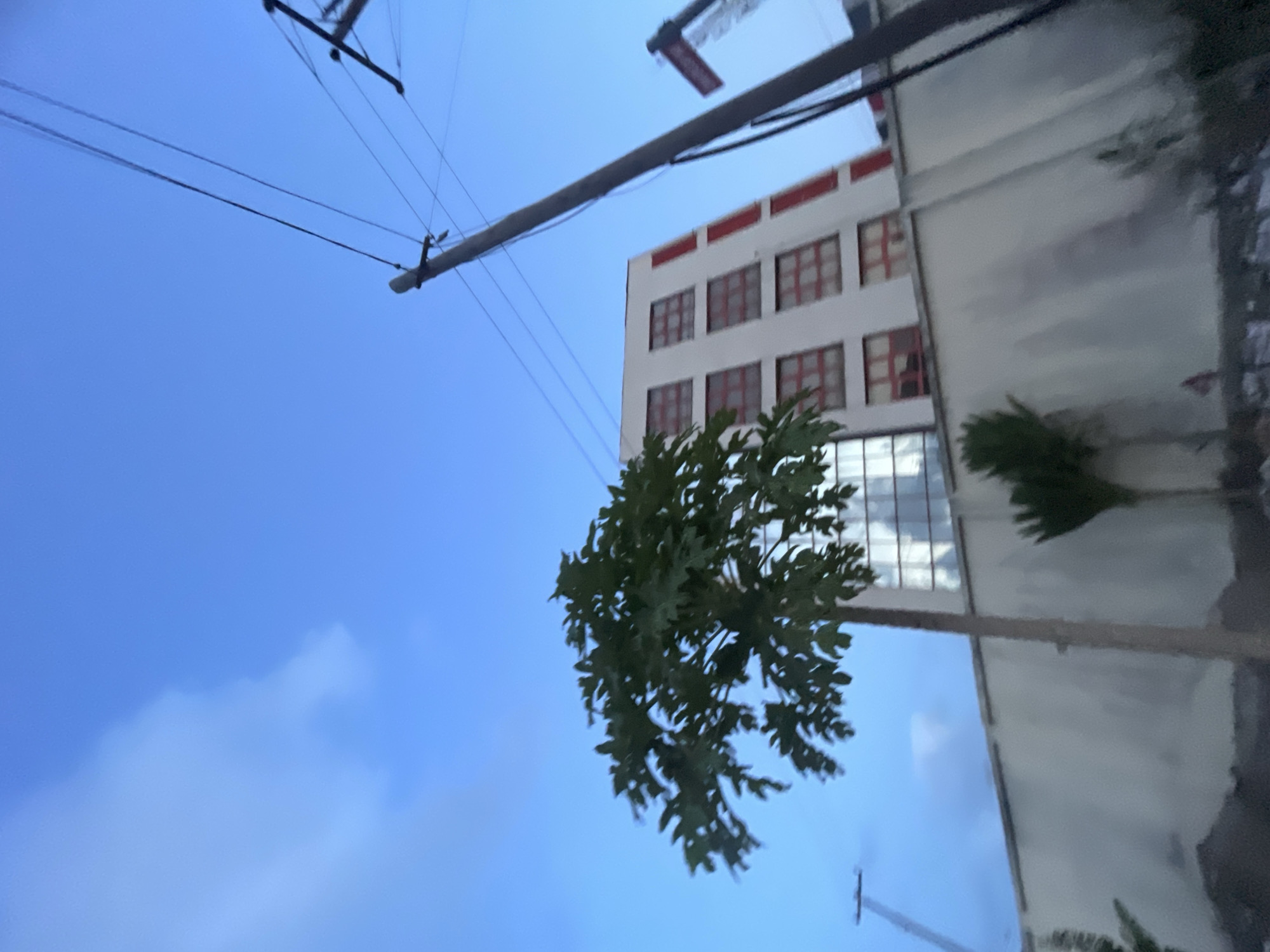 The image, taken from a low angle, shows a cityscape under a clear blue sky. A utility pole with visible power lines extends diagonally across the upper left of the frame. A white building with red window frames is partially visible in the background. A green, leafy tree occupies the center of the image, appearing to grow in front of the building. The right side of the image shows the side of a large white building. The environment suggests an urban setting, possibly within Ilado, Nigeria, though specific location identifiers are absent. There is no information about people or interaction available in the image.
