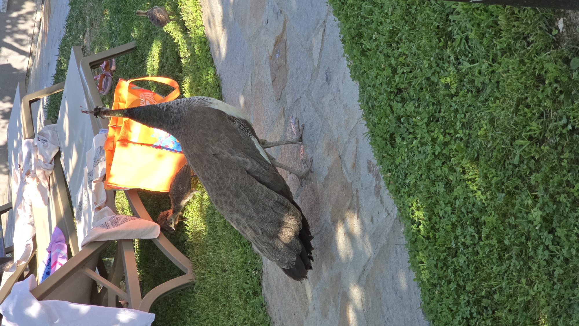 The image shows a peacock and two peahens on a paved pathway next to a grassy area. In the background, there are several lounge chairs with towels and an orange bag. The lighting suggests it is daytime with shadows cast on the ground. The environment appears to be an outdoor setting, possibly a garden or resort area. The peacocks are the primary subjects, and their presence indicates a natural or semi-natural habitat. The overall scene is calm and uneventful.