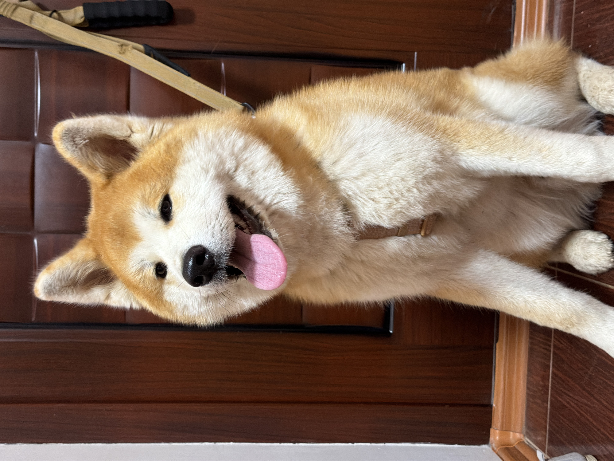 A fluffy Shiba Inu dog is lying on its back on a wooden floor, its tongue lolling out. The dog has tan and white fur and is wearing a brown harness. Its ears are perked up, and its eyes are open, looking towards the camera. A leash is visible in the upper left corner of the image, attached to the dog's harness. The background consists of a dark brown wooden door and a lighter brown wooden floor. The lighting appears to be natural indoor light, suggesting it is daytime. The dog's expression seems happy and relaxed, indicating a playful or tired mood. There is no visible text in the image. The location is Chaikovsky, Russia.