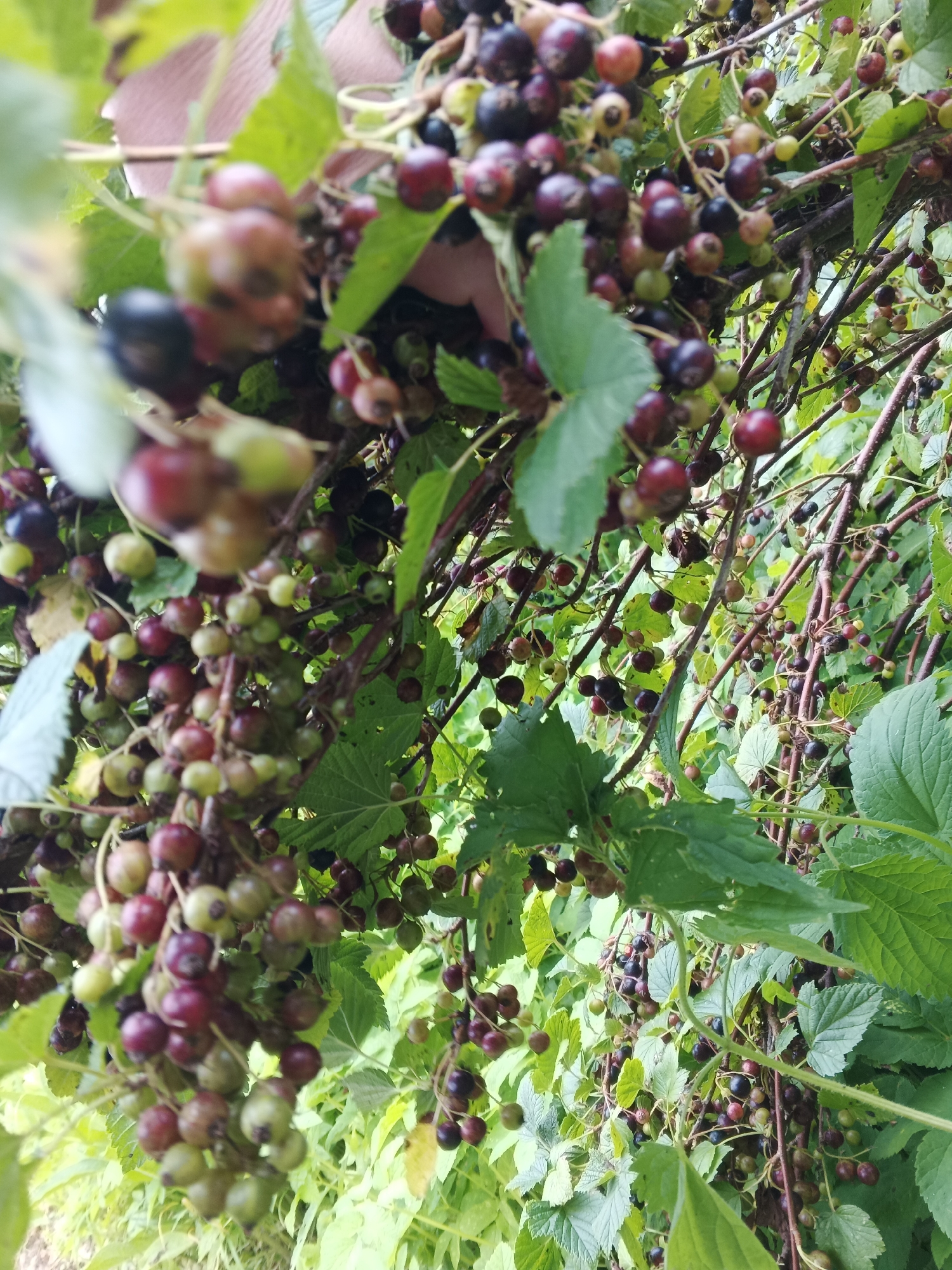 The image shows a close-up view of blackcurrant bushes laden with ripe and unripe berries. The berries are a mix of dark purple, red, and green hues, clustered on thin branches amidst lush green leaves. The lighting suggests an outdoor setting, possibly a garden or natural landscape. There are no people visible in the image. The scene is focused on the fruit-bearing branches of the plants.