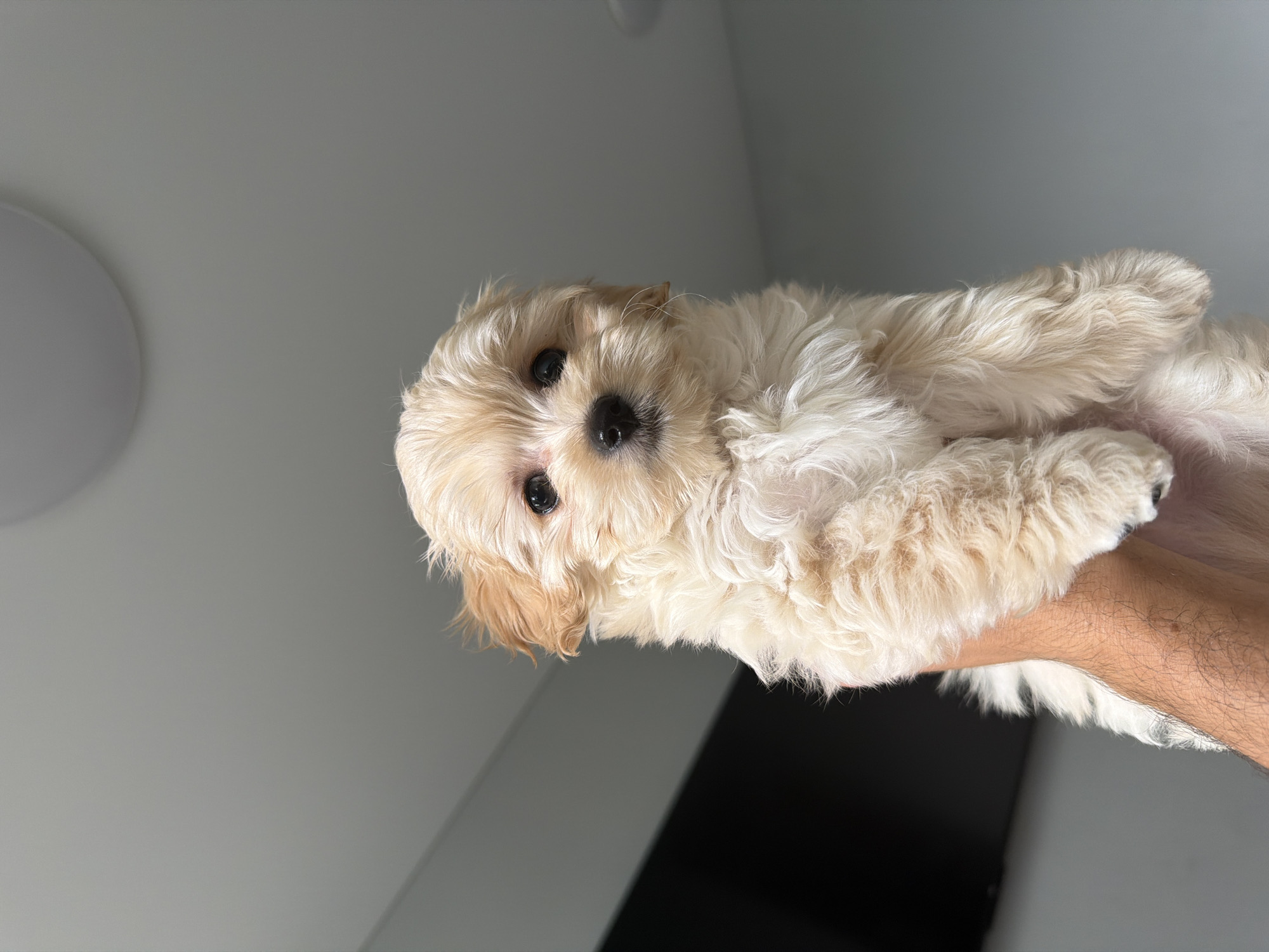 A fluffy, light-colored puppy is held up by a person's arm. The puppy has dark eyes, a black nose, and light brown ears. The background is a plain, gray wall with a circular light fixture visible at the top. The scene appears to be indoors.