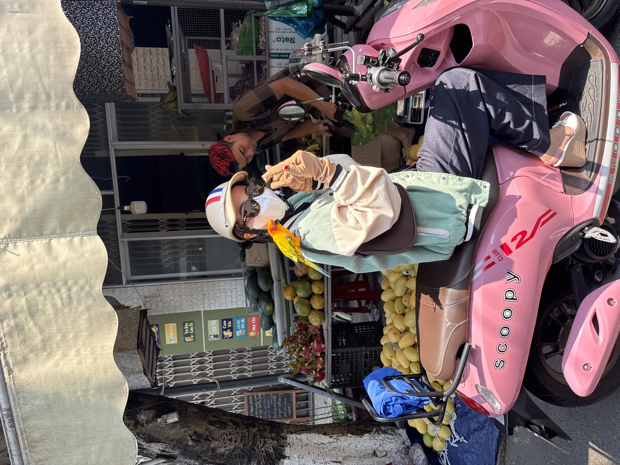 The image depicts a person seated on a pink "Scoopy" moped in what appears to be a street setting in Đà Nẵng, Vietnam. The person is wearing a helmet, sunglasses, a face mask, and a light-colored jacket over a green corduroy shirt, and they have a small orange and yellow bird perched on their shoulder. They are wearing gloves and their hands are positioned near their face.
Next to the moped, there is a fruit stand with various fruits, including watermelons, mangoes, dragon fruit, and other local produce. Another person with red hair is standing behind the fruit stand, seemingly attending to the produce.
The background shows storefronts with signage, indicating the sale of local beverages. A partial view of a building with awnings and window displays is also visible, suggesting an urban commercial area. A small blue bag is visible in the front basket of the moped.