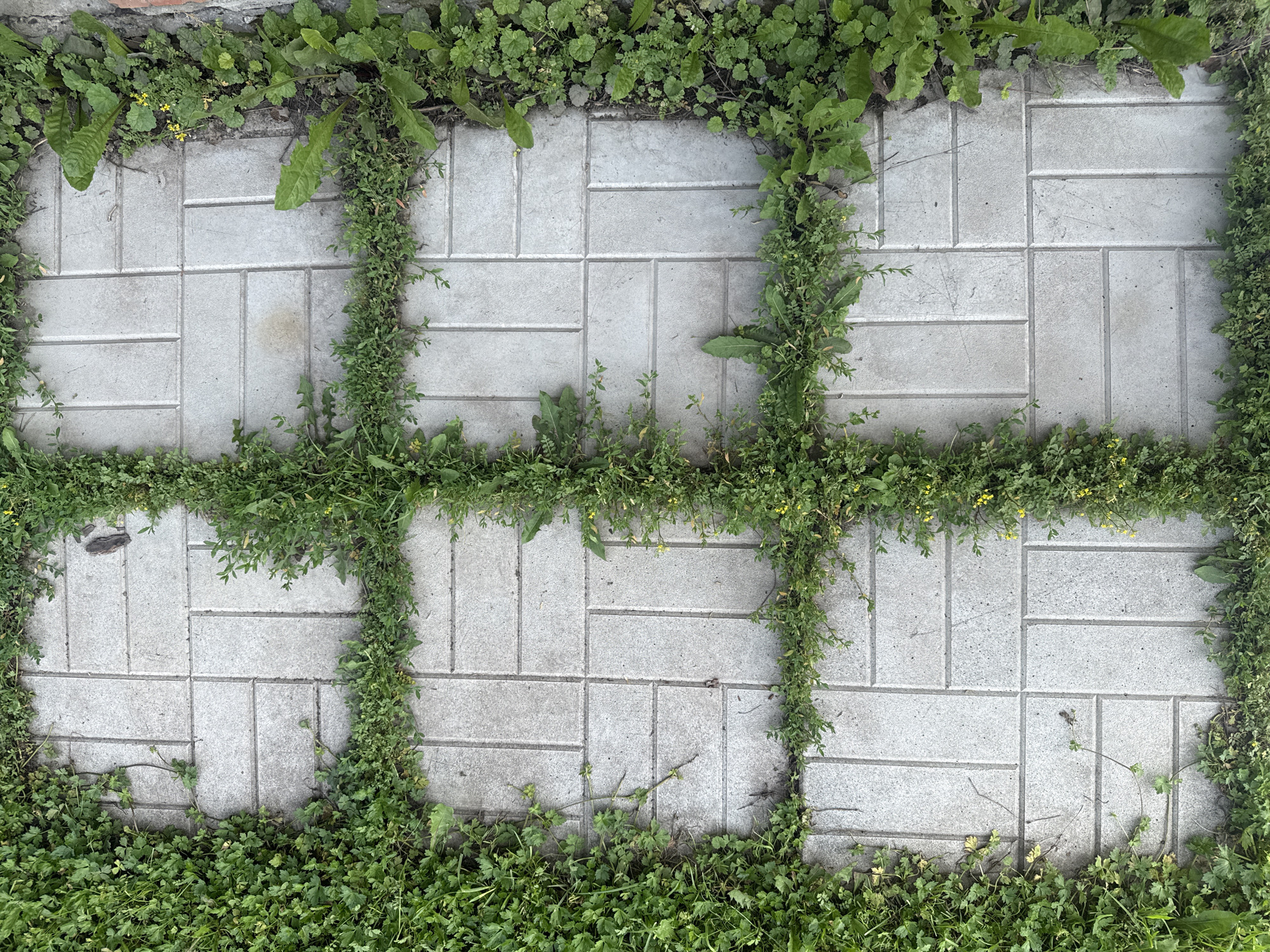 A high-angle, full shot captures a paved pathway in Baryshevo, Russia, with weeds growing between the concrete pavers. The path is laid out in a rectangular grid of interlocking rectangular pavers, with a central cross-shaped area formed by the spaces between the pavers. These spaces are densely overgrown with green grass and various weeds, some of which have small yellow flowers. The surrounding edges of the path are also bordered by a thick growth of grass and weeds. The overall scene suggests an outdoor environment, possibly a garden or walkway that has been overtaken by nature.