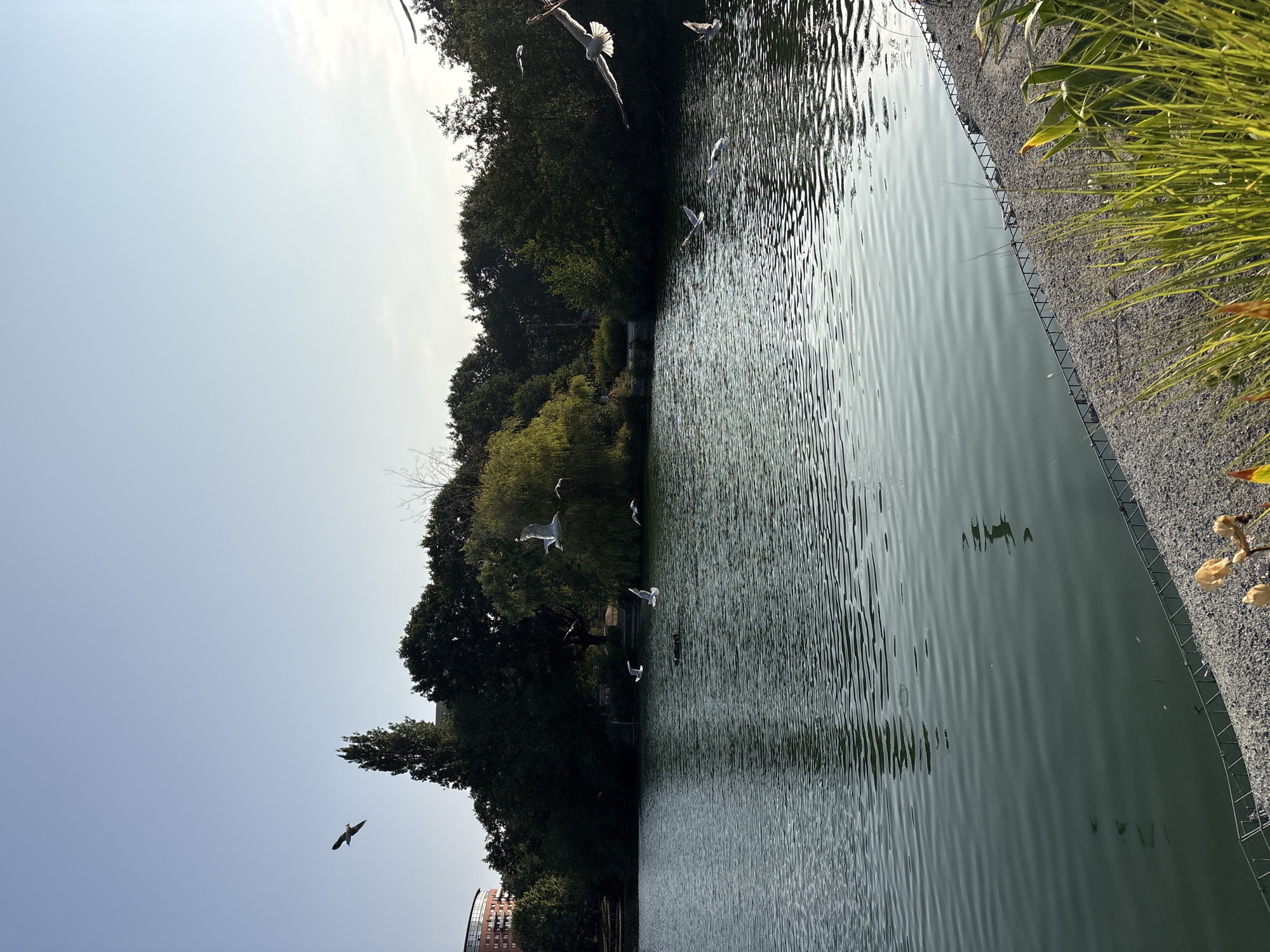 The image shows a serene lake scene on a clear day in Chelmsford, United Kingdom. In the background, a dense line of trees forms a natural border along the lake, with a tall, slender tree and a building with a rounded red facade visible on the left. The lake's surface is rippled, reflecting the clear blue sky and the surrounding greenery. Several birds, likely seagulls, are captured in mid-flight, soaring above the water. One bird is in the upper left quadrant, silhouetted against the sky, while others are scattered across the middle and right portions of the frame, some in sharper focus than others. The foreground features a gravelly bank with a metal barrier, beyond which lush green grass and some dry, yellowed foliage are visible, suggesting a park or nature reserve setting. The overall impression is one of tranquility and natural beauty.