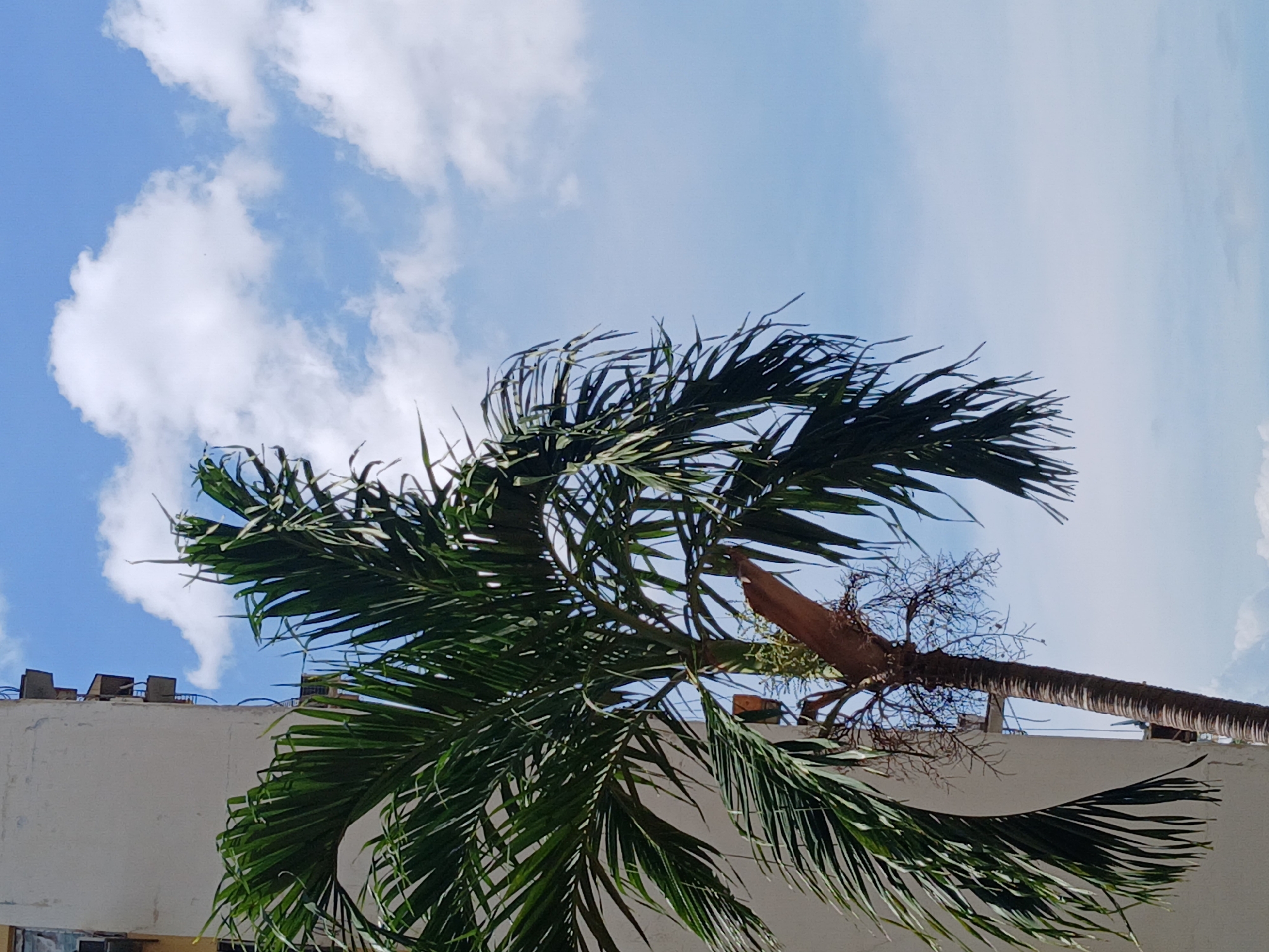 A low-angle shot shows a palm tree in Ciudad Guayana, Venezuela, against a backdrop of a partly cloudy sky. The fronds are a vibrant green, some swaying in what appears to be a breeze. The tree's trunk runs diagonally across the image, partially obscured by the building and fronds. The top of the building is white with what appear to be several small, square structures along the roofline.
