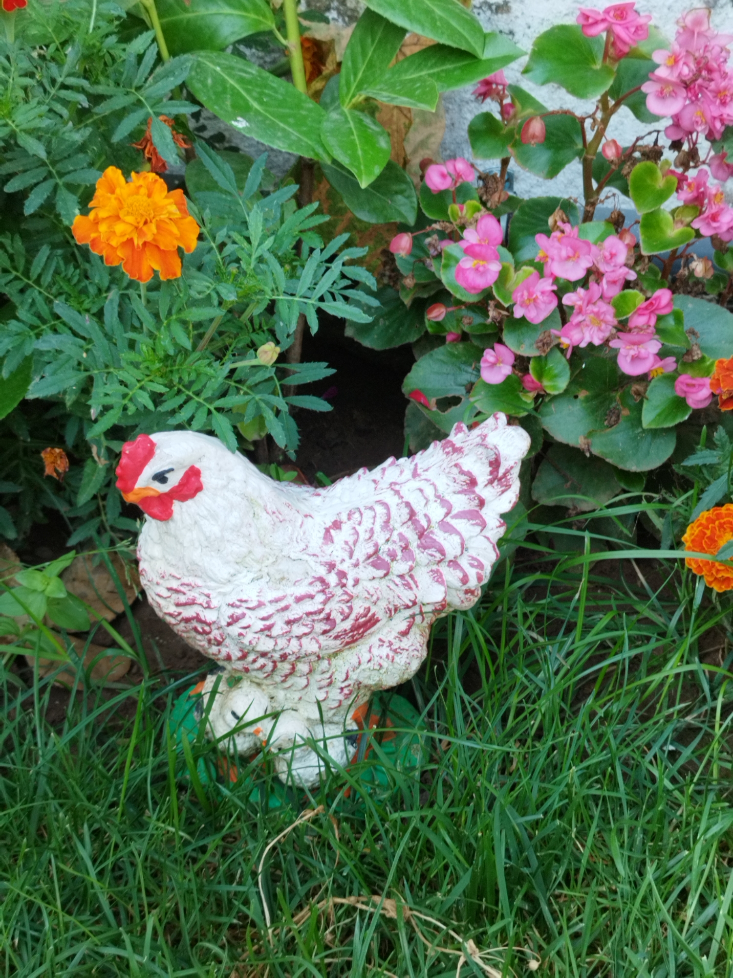 In Băleni-Români, Romania, a garden scene features a decorative white chicken figurine with pink markings, positioned amidst lush green grass. Behind the figurine, vibrant orange marigolds and clusters of pink begonia flowers add color to the floral arrangement. The background includes dense green foliage and a portion of a white textured wall.