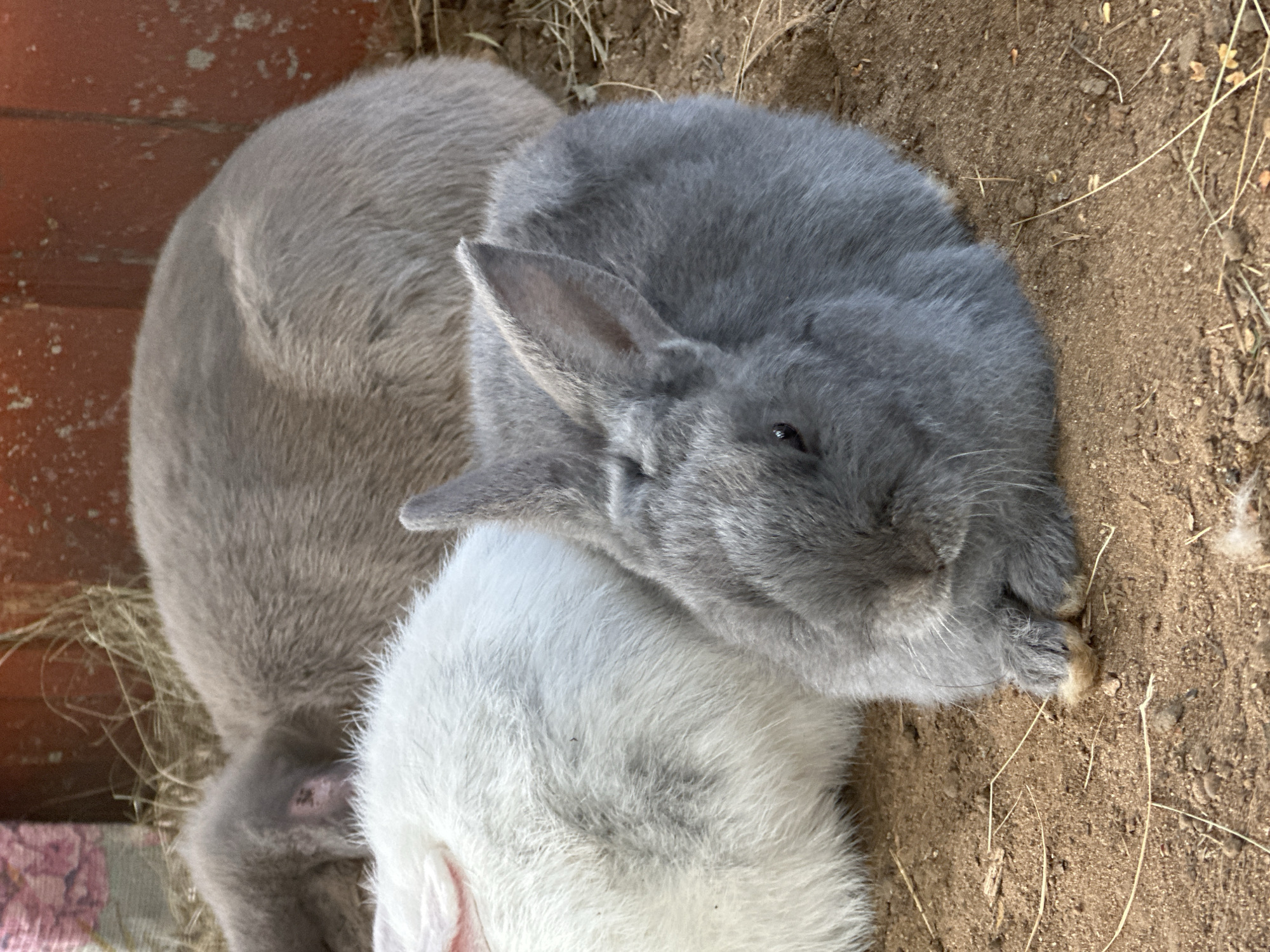 The image shows three rabbits resting on the ground. Two rabbits are in the foreground, one is white with grey markings and the other is grey. A third rabbit, greyish-brown in color, is visible in the background, behind the white rabbit. They are lying down on what appears to be a mixture of soil and straw, possibly in an outdoor enclosure. The environment suggests a natural setting, with some dried grass and a reddish-brown wall in the background. There are no people or signs of urban infrastructure in the image. The specific location in Chaikovsky, Russia, cannot be determined from the visual information provided.