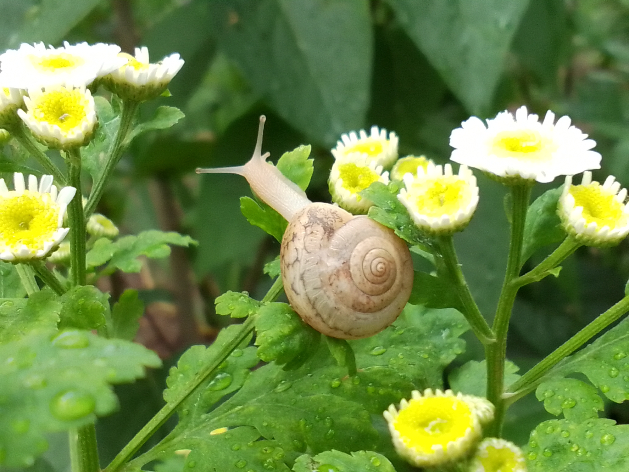A close-up, high-angle photograph captures a terrestrial snail positioned on a vibrant green leaf, amidst small white and yellow flowers, in the city of Unknown, Unknown. The snail, light brown in coloration with a discernible spiral pattern on its shell, has its tentacles extended forward. The plant features multiple blossoms characterized by white petals surrounding bright yellow disc florets. Several leaves display visible water droplets, indicating recent precipitation or dew. The background is softly blurred green foliage, suggesting an outdoor, natural environment. The lighting is consistent with ambient daylight. No human subjects or man-made objects are present.