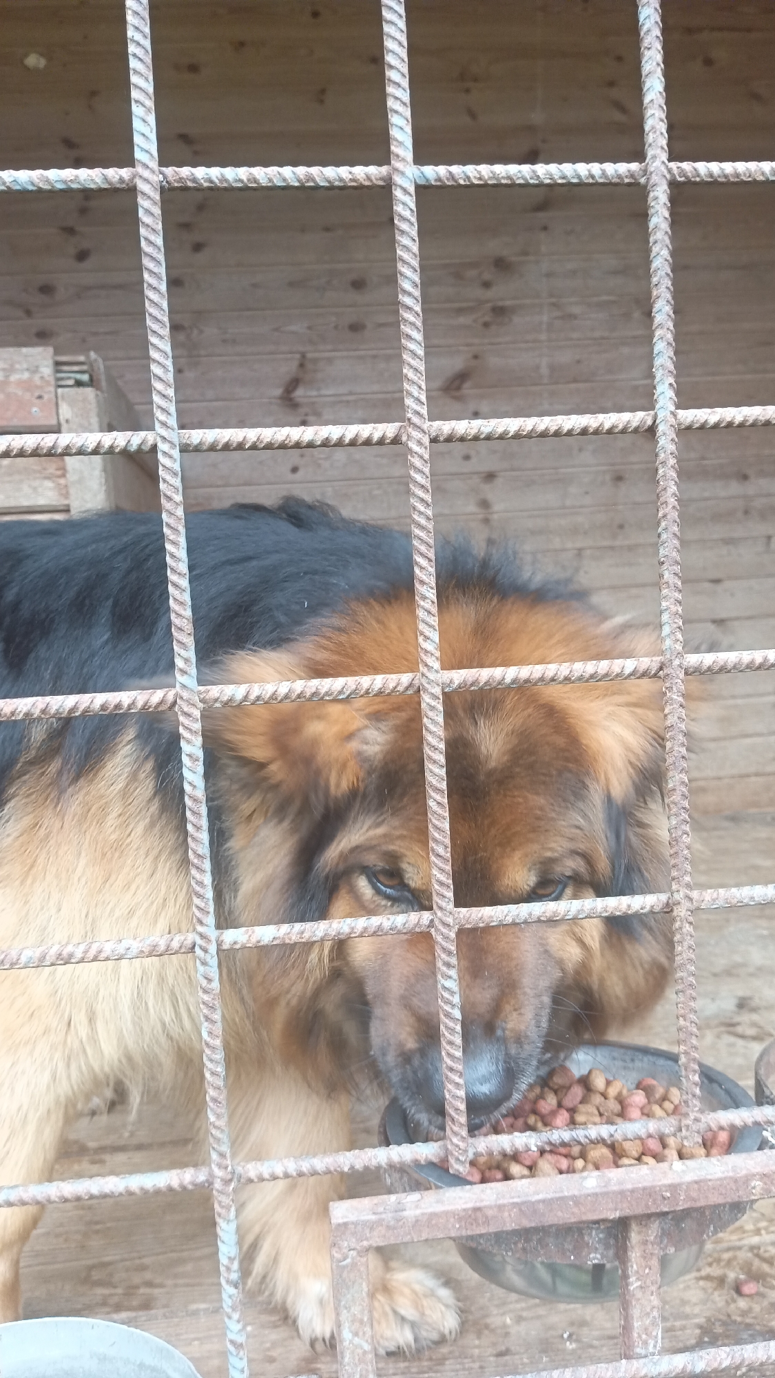 A long-haired German Shepherd is eating food from a metal bowl behind a metal cage. The dog is predominantly tan with black fur on its back. The bowl is full of dry dog food. The cage is made of vertical and horizontal metal bars, which are slightly rusted. The background consists of wooden planks, likely forming the back of the dog's enclosure. A wooden bench is visible in the upper left corner. The image was taken in Donino, Russia.