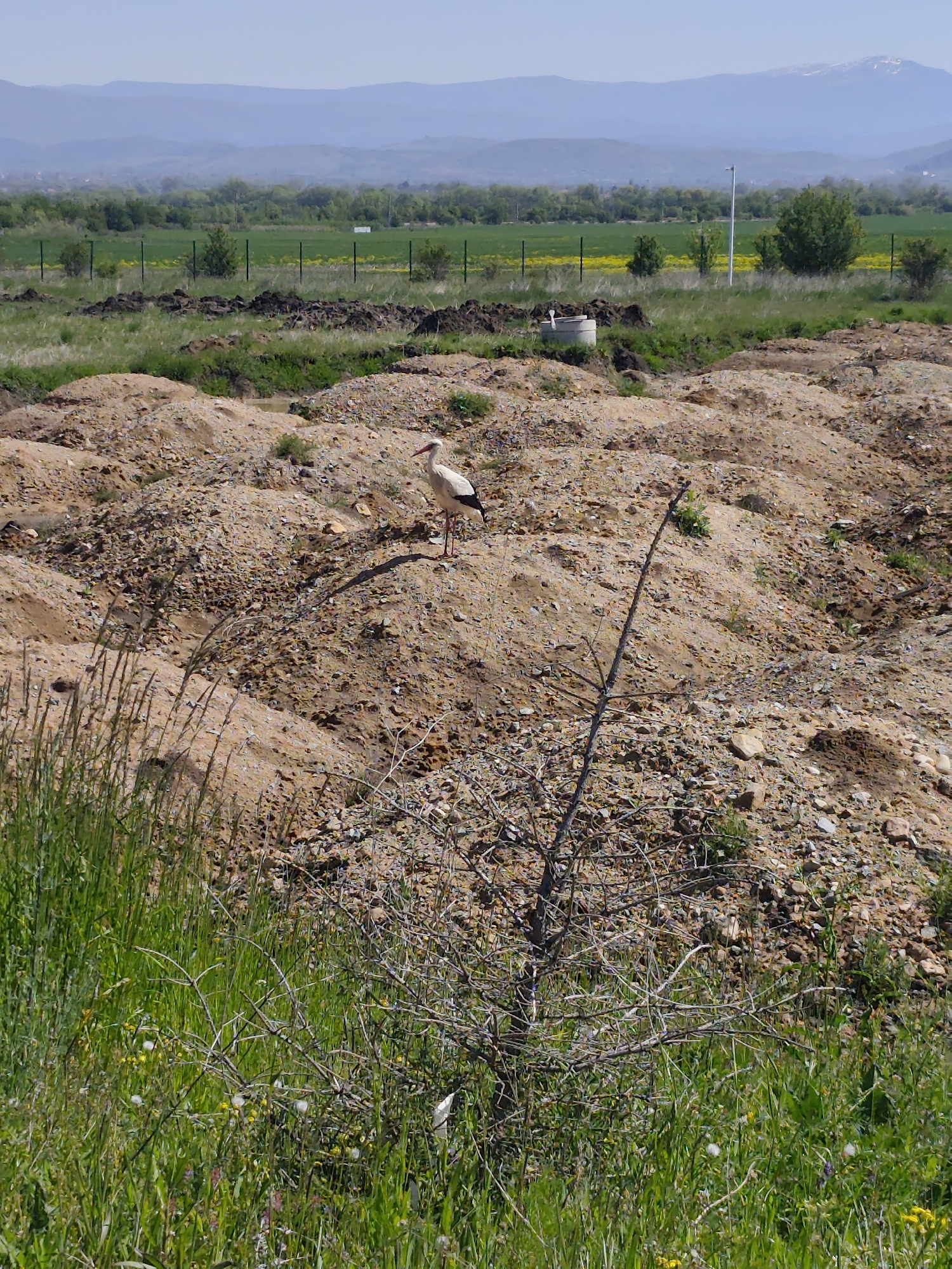 The image depicts a stork standing on a mound of dirt and gravel. In the foreground are overgrown grasses and a dead bush. Behind the mound, a green field is visible, bordered by a fence. In the background, rolling mountains are present. The location is Gara Elin Pelin, Bulgaria.