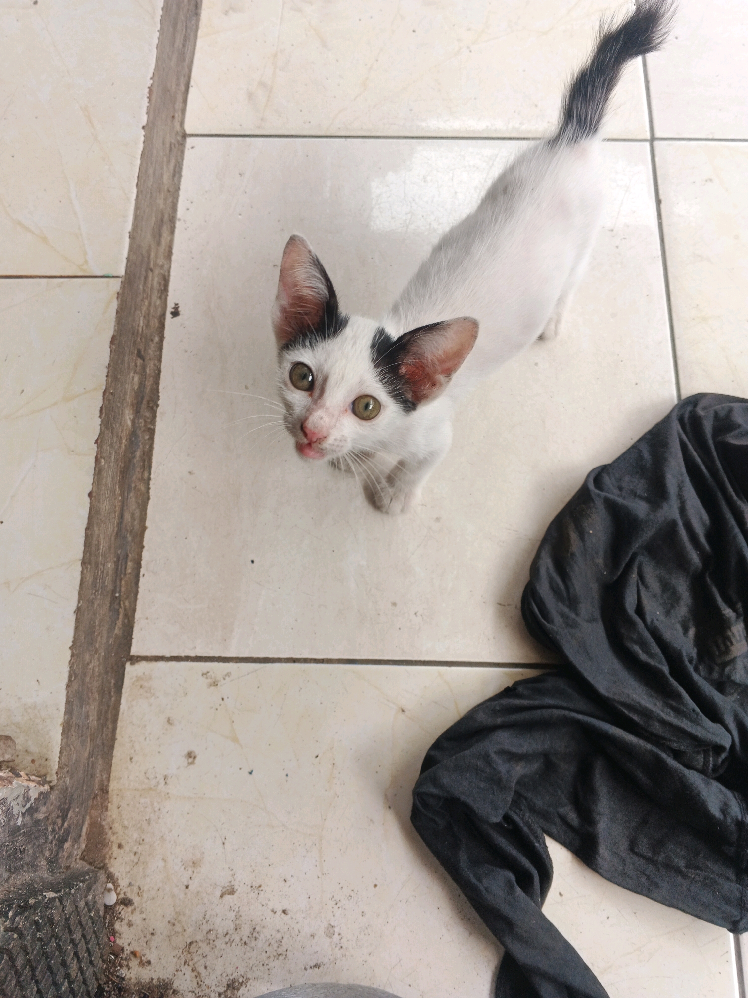 A young black and white cat with green eyes and pink nose is standing on a tiled floor in Kadu, Indonesia. The cat is looking up at the camera with its tongue slightly out. The tiled floor is light beige with darker grout lines. To the right of the cat, there is a crumpled piece of black fabric. The background consists of more of the tiled floor and a textured concrete edge on the left side of the frame.
