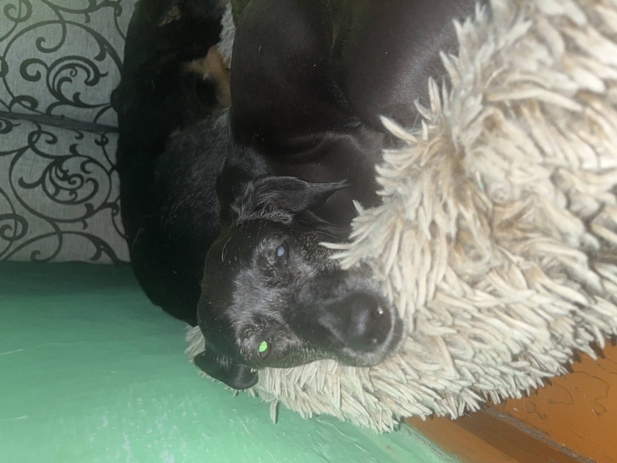 A black dog rests on a plush, cream-colored dog bed. The dog's head is in the foreground, facing the camera. Its left eye appears to be a bright green, possibly due to a reflection or an ocular condition. The right eye is less visible and appears lighter in color. Another dog, mostly black with some brown markings, is visible in the background, also resting. The dogs are positioned near a wall painted a vibrant green and a patterned curtain or fabric. The floor appears to be made of wood. The scene is indoors, likely within a residential setting. There are no people or identifiable landmarks to suggest a specific location in Nizhny Tagil, Russia.
