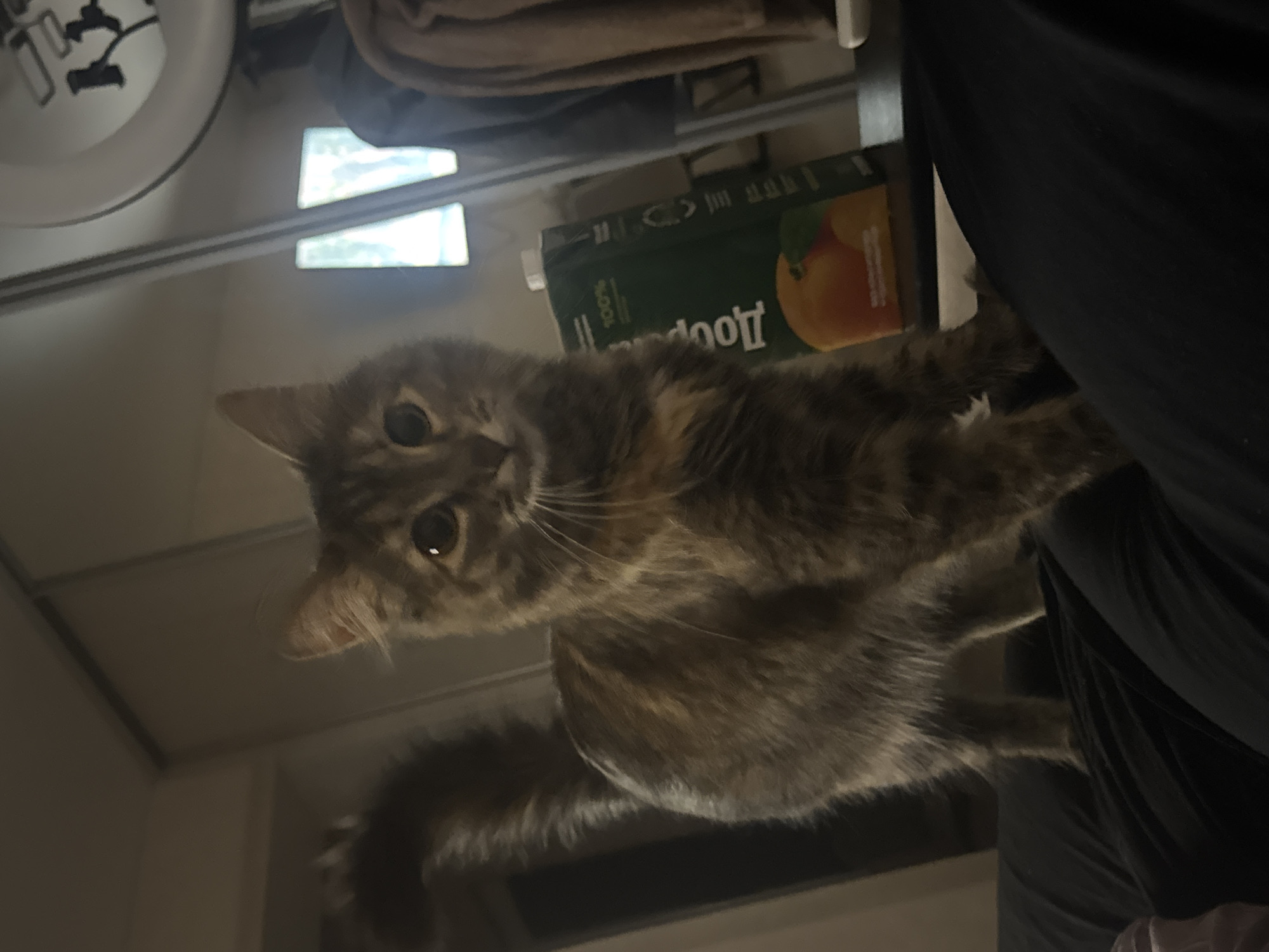 A tortoiseshell cat stands on a person's lap, facing the camera. The cat has green eyes and a long, bushy tail. In the background, a carton of juice and a mirror are visible. The scene is indoors, likely in a residential setting. The location in the city of Saratov, Russia, is not specified in the image.
