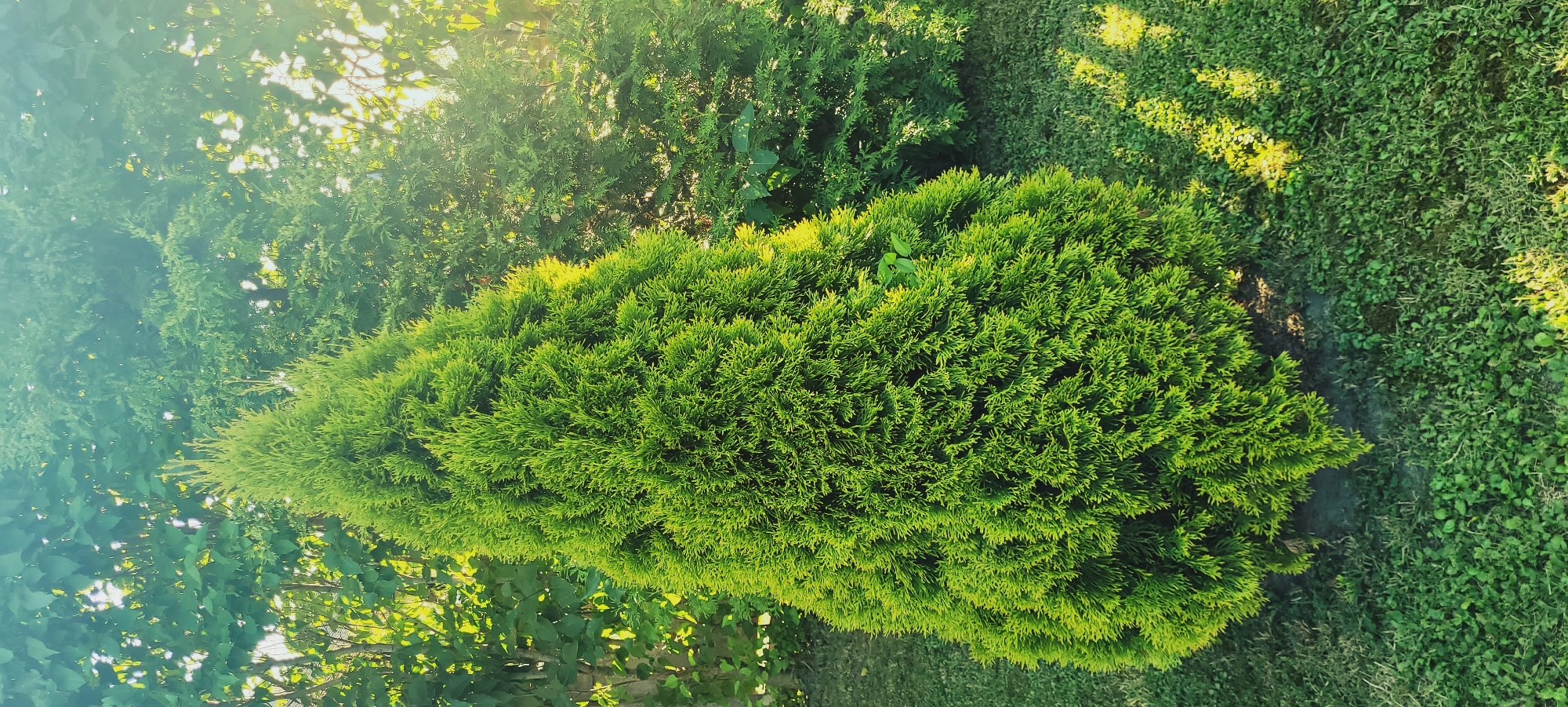 An upright, conical evergreen shrub, likely a Thuja or Arborvitae, is prominently centered in the frame, its dense, bright green foliage creating a lush texture. Behind it, to the left, is a lighter green deciduous tree with broad leaves. To the right and slightly behind the central shrub, another evergreen tree with a darker green hue is visible. The ground beneath and around the shrubs is covered in well-maintained green grass, with patches of clover and other low-lying plants. Sunlight filters through the trees, casting dappled shadows on the grass, particularly on the right side of the image. The overall scene depicts a tranquil, sunlit garden setting.