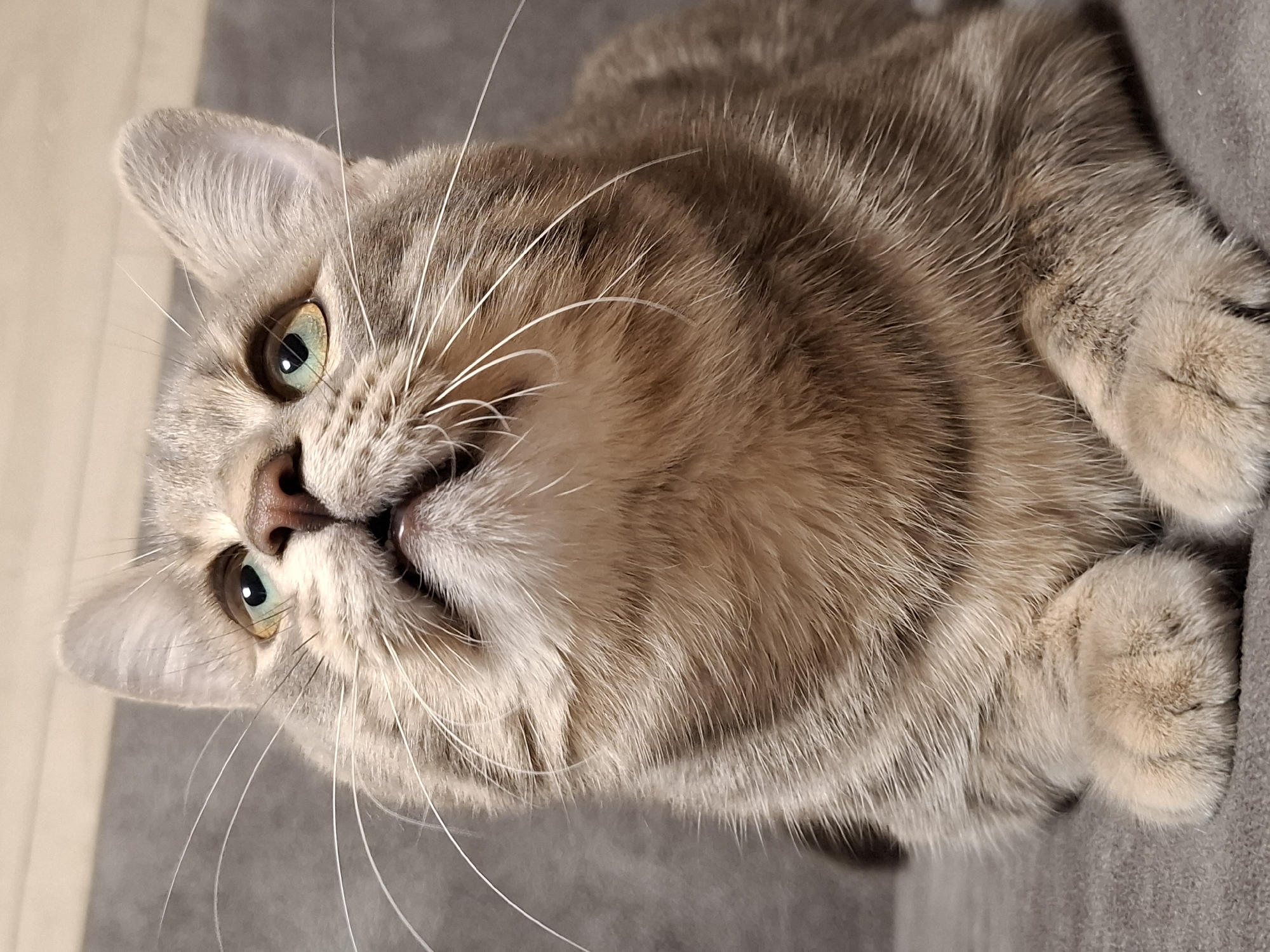 A close-up, portrait-style photograph captures a domestic cat resting indoors, likely in Novi Sad, Serbia. The cat is positioned on its side, looking upwards and slightly to the viewer's left, with its head tilted. Its mouth is slightly agape, revealing a hint of its lower teeth or gums, suggesting a relaxed or curious expression.
The cat has short to medium-length fur with a tabby pattern, featuring shades of light brown and tan, with darker stripes and markings particularly visible on its forehead, cheeks, and body. Its prominent whiskers are long, white, and fanned out. The cat's eyes are a striking shade of green or hazel, with dilated black pupils, reflecting ambient light. Its ears are pointed and alert, and its pinkish-brown nose is visible.
A part of one furry paw is visible in the lower right corner, blending with the soft, grey, textured surface the cat is resting on, which appears to be upholstery like a couch or bed. The background is softly blurred, showing a continuation of the grey fabric and a lighter, out-of-focus surface in the upper left, possibly a wall or floor. The lighting is soft and natural, highlighting the texture of the cat's fur and the color of its eyes, indicating it is daytime. No text is visible in the image.