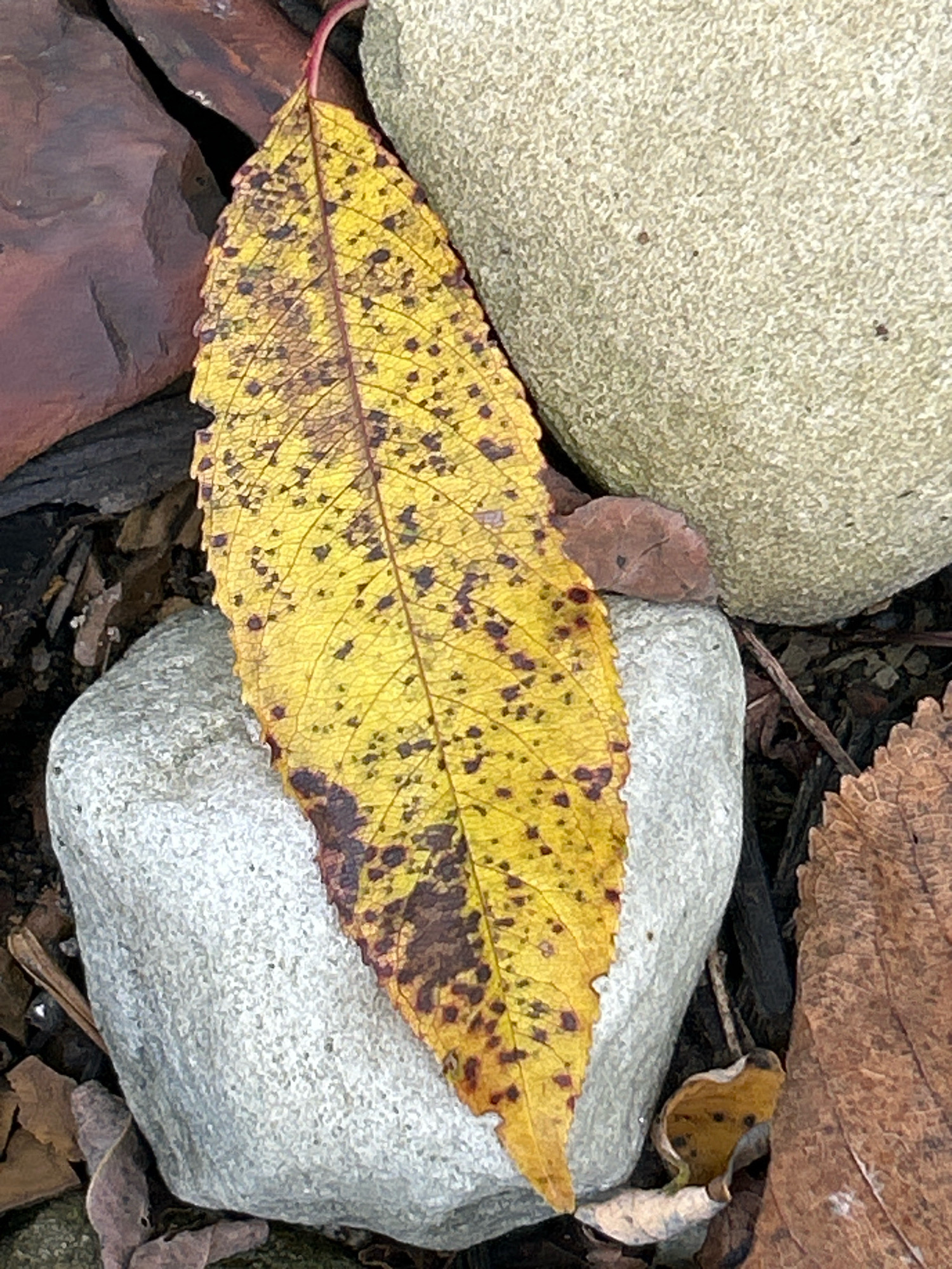 A close-up, eye-level, vertical shot shows a single, elongated, yellow leaf with numerous small, dark brown spots and larger brown splotches concentrated on the edges. The leaf is positioned diagonally, with its stem pointing towards the upper left corner. It rests on a light gray, irregular-shaped rock, which in turn sits on darker ground littered with dry leaves and twigs. Behind the leaf and the first rock, a larger, lighter beige, rounded rock is partially visible. To the left of the leaf, a dark reddish-brown rock with a smoother surface is also visible. The scene appears to be an outdoor setting, likely in the city of Robinson Township, United States of America, possibly in a garden or park area, given the presence of rocks and fallen leaves. There are no people or animals in the image, and no discernible actions or interactions are taking place.