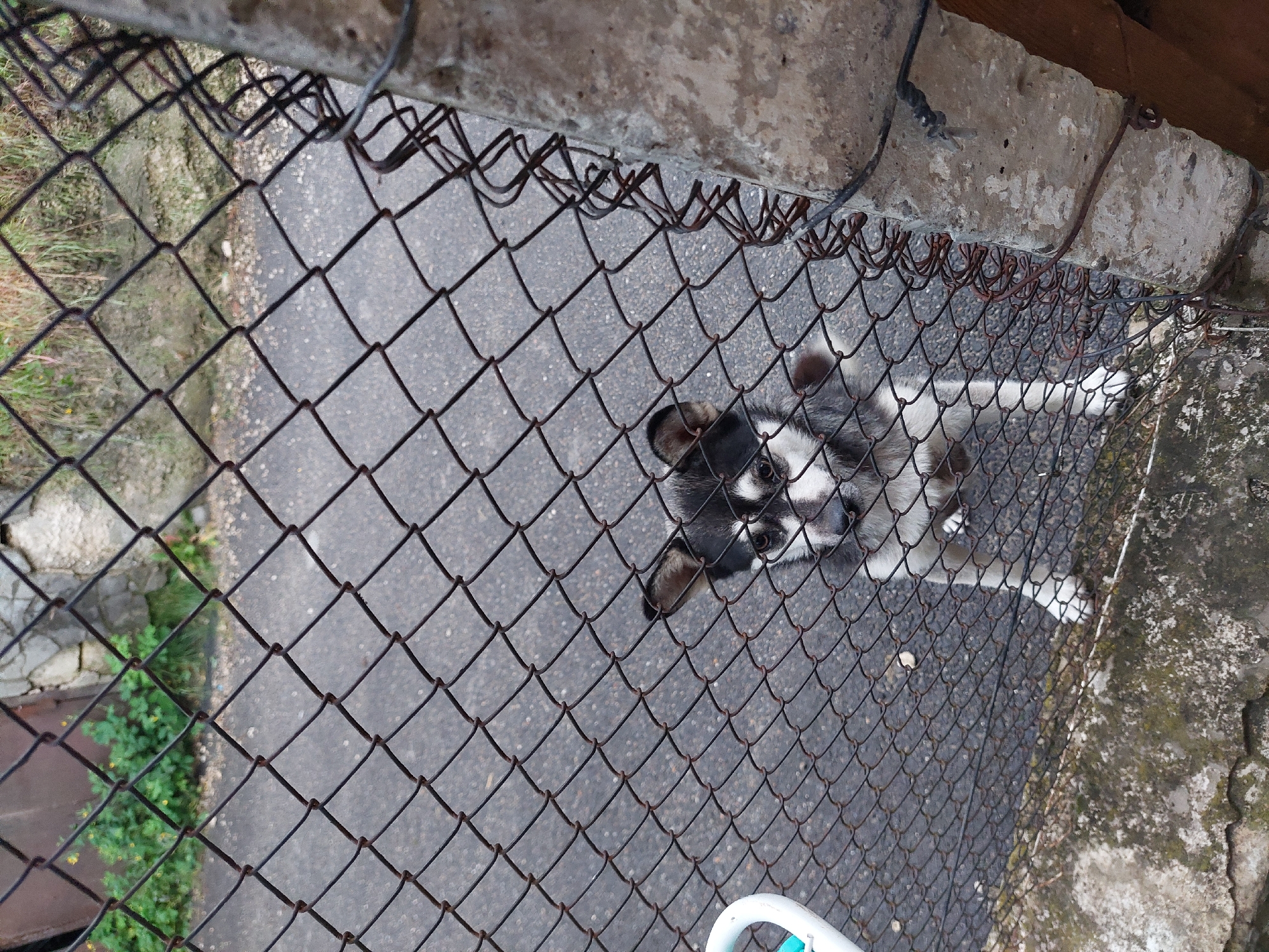 The image displays a small, tricolor canid, possibly a dog or puppy, positioned behind a chain-link fence. The animal exhibits black, white, and grey fur, with distinct black markings surrounding its eyes and a white snout. It is looking directly upward at the viewer, with its front paws appearing to be elevated, suggesting it is standing on its hind legs or an unseen support.
The foreground is dominated by a rusty, dark grey chain-link fence, characterized by diamond-shaped wire meshes. To the right of the frame, a weathered concrete post supports the fence, secured by rusted wire.
Beyond the fence, a dark, textured asphalt or paved surface is visible, interspersed with lighter specks. In the background, patches of green vegetation and blurry architectural or natural elements are discernible. These include a partial stone wall on the left and various stone or concrete structures further back. A white and blue plastic object is partially visible in the far left foreground, mostly out of focus. This scene is located in the city of Orhei, Moldova.