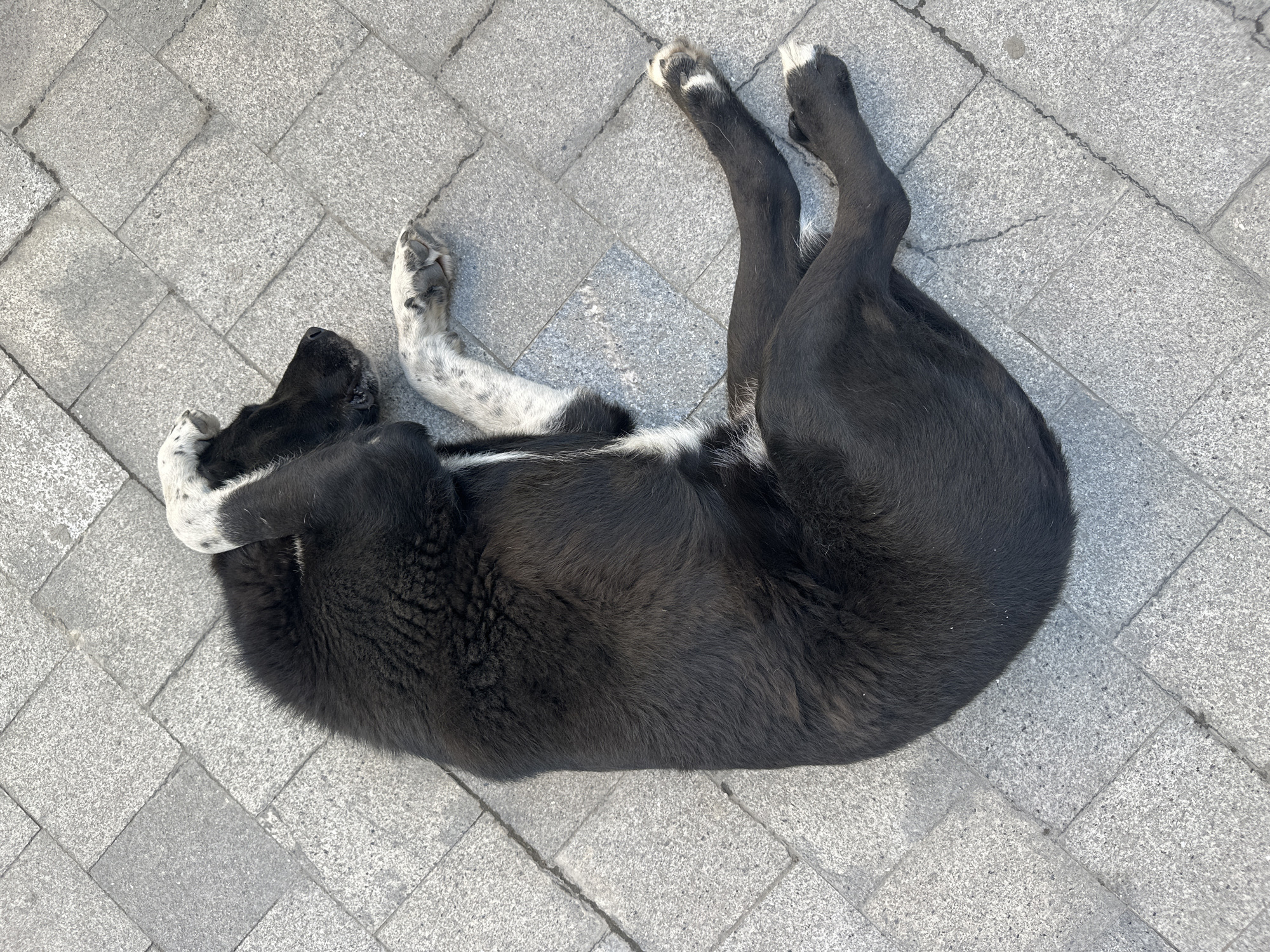A black dog with white markings is sleeping on gray paving stones. The dog is curled up, with its head tucked under its front paw, and its back legs extended upwards. The scene appears to be in an urban area, in Batumi, Georgia, and likely in a pedestrian zone given the paving stones. No people are visible.