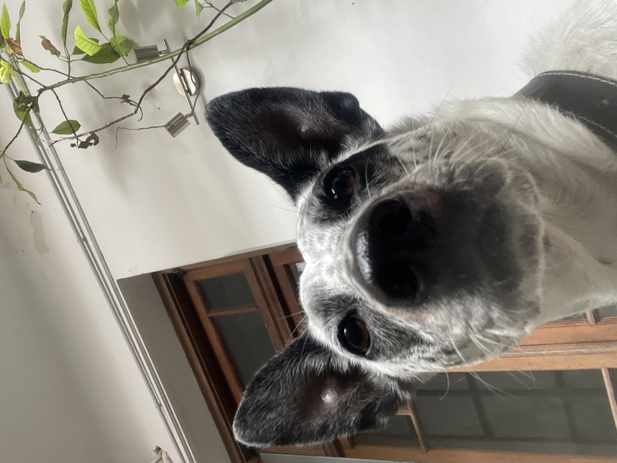 A close-up, tilted, low-angle shot of a white and black dog with dark brown eyes looking directly at the camera. The dog's nose is prominently featured in the foreground. The background includes a white wall with a plant in the upper left corner and a brown wooden door or window frame in the lower portion of the frame. The location is impossible to determine with the details given.