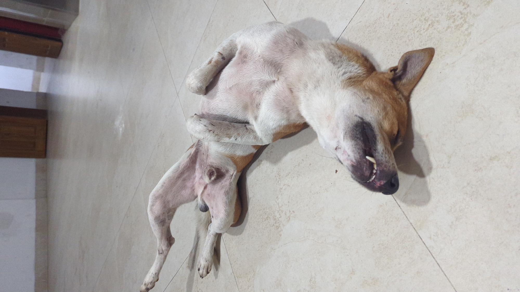 An outdoor shot shows a medium-sized, light-colored dog lying on its back on a light-colored tiled floor, possibly in Chor Sahapur, Bangladesh. The dog's eyes are closed, its mouth is slightly open, revealing its teeth, and its paws are spread in various directions. The dog appears relaxed or asleep. The background includes a wall and doorways, suggesting an indoor or semi-outdoor setting.