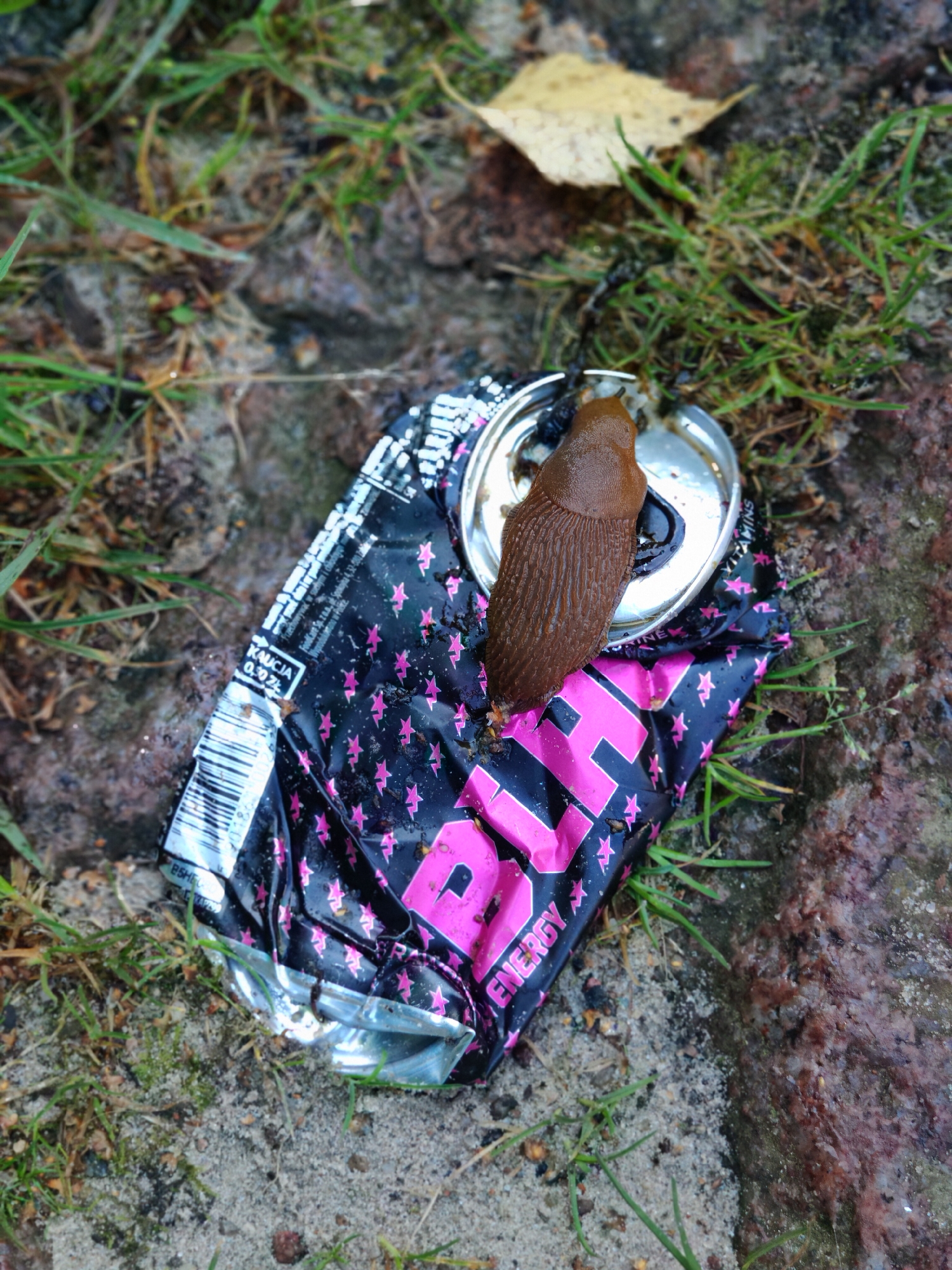 A brown slug rests on an empty, crushed energy drink can. The can is black with pink stars and the word "ENERGY" in pink. It is lying on the ground amidst grass, dirt, and stones. The scene appears to be outdoors, possibly in an urban or suburban area. The location is identified as Rumia, Poland, suggesting it's a street or park.