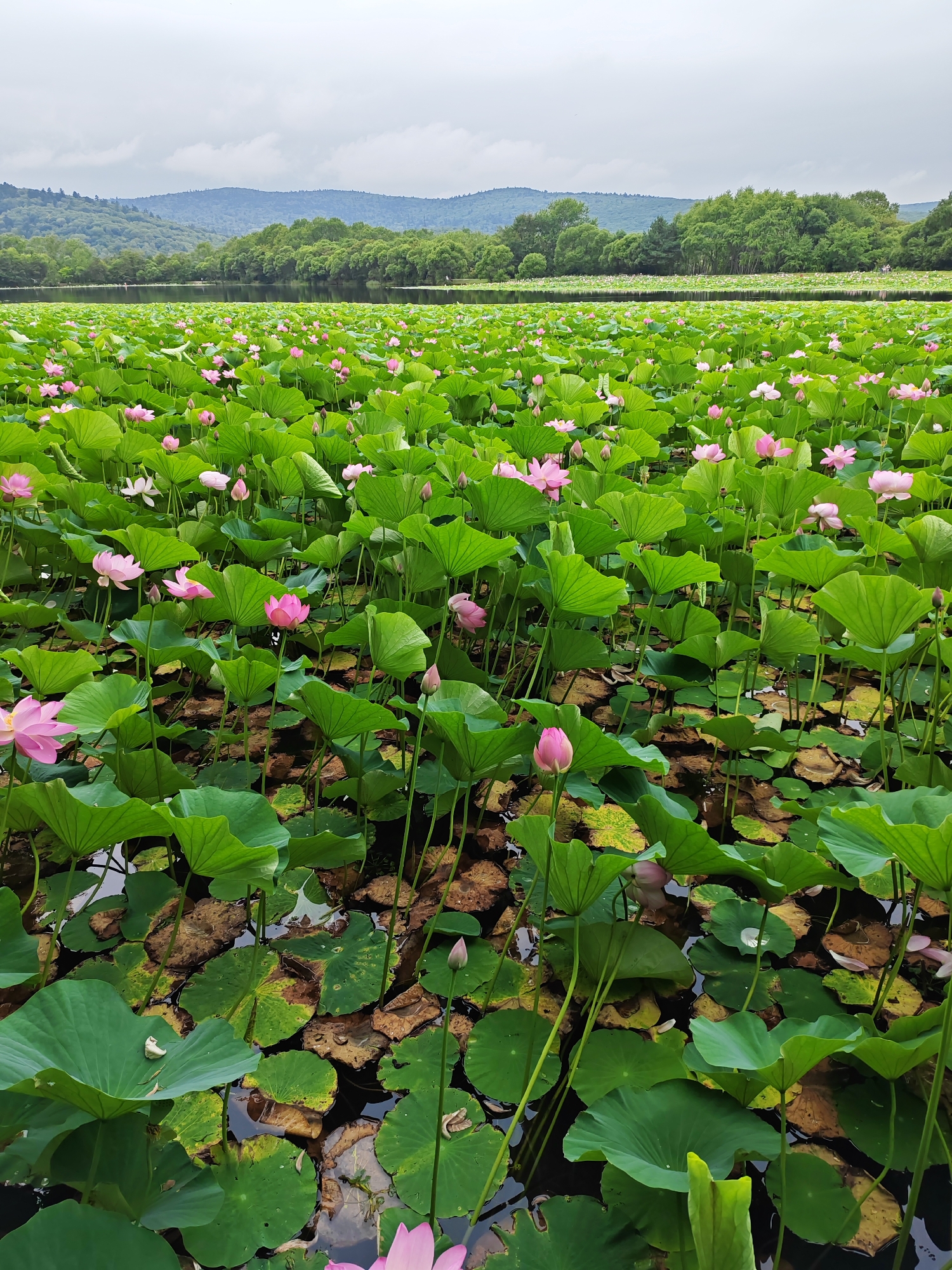 The image depicts a large expanse of a pond filled with lotus plants. The foreground and midground are dominated by vibrant green lotus leaves, some floating on the water and others rising above it on thick stems. Many of these leaves are large and round, creating a dense, lush carpet across the water's surface. Interspersed among the leaves are numerous pink lotus flowers, in various stages of bloom, with some buds still closed. The water itself is dark and partially visible between the leaves. In the background, a line of trees forms a dark green border, and beyond that, rolling hills covered in lighter green foliage rise against a pale, overcast sky. The overall scene is serene and natural, suggesting a tranquil outdoor environment. The location is identified as Kondratenovka, Russia. There are no visible people in this image.