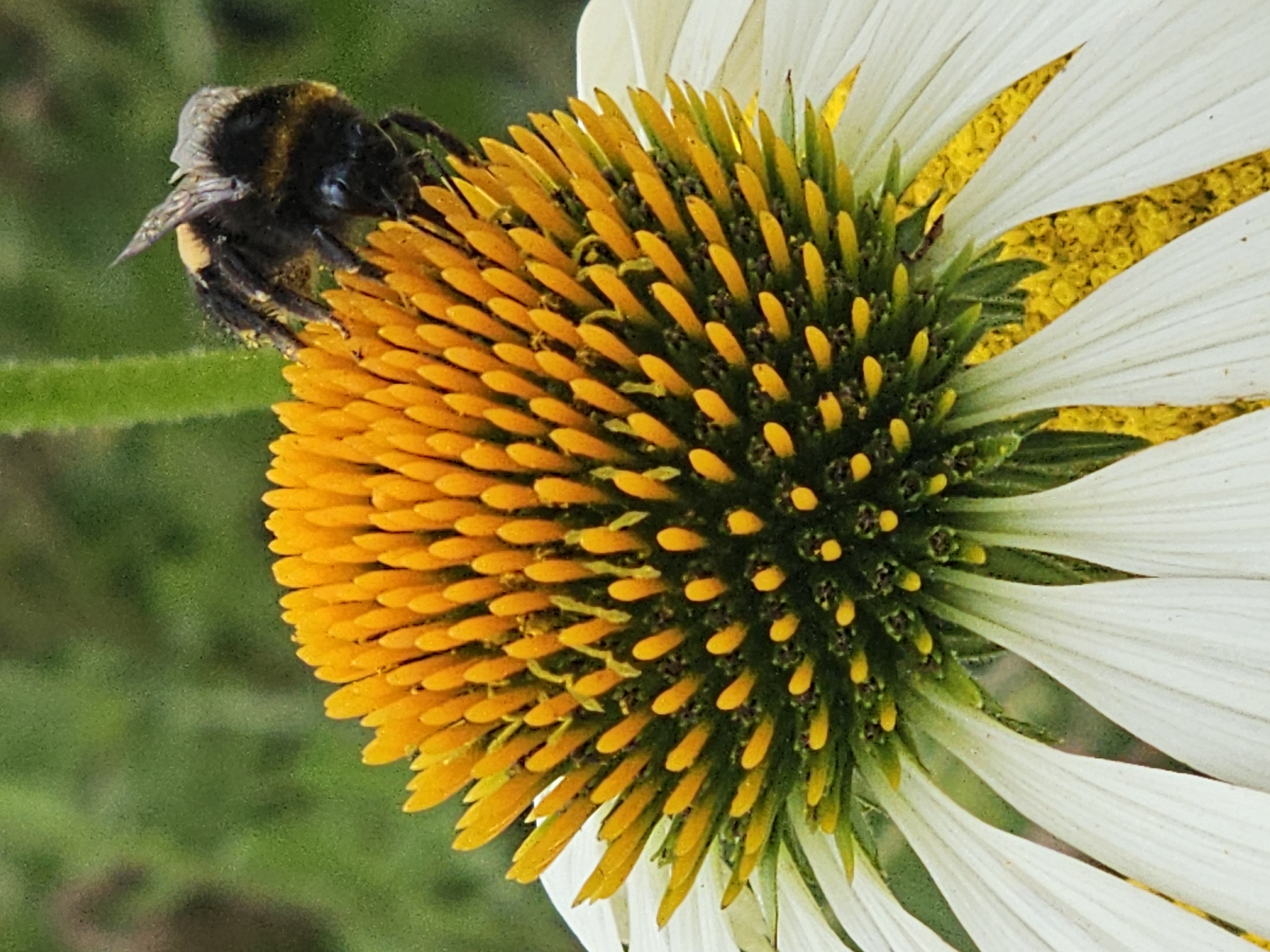 A close-up shot captures a bumblebee on the cone of a white coneflower. The bumblebee, with its black and yellow striped body, is positioned on the upper right section of the flower's center, which is covered in numerous small, pointed, yellow petals. The outer petals of the coneflower are wide, white, and radiate outwards. The background is softly blurred, showing shades of green, suggesting foliage or grass. The lighting appears natural, with the sun illuminating the scene.