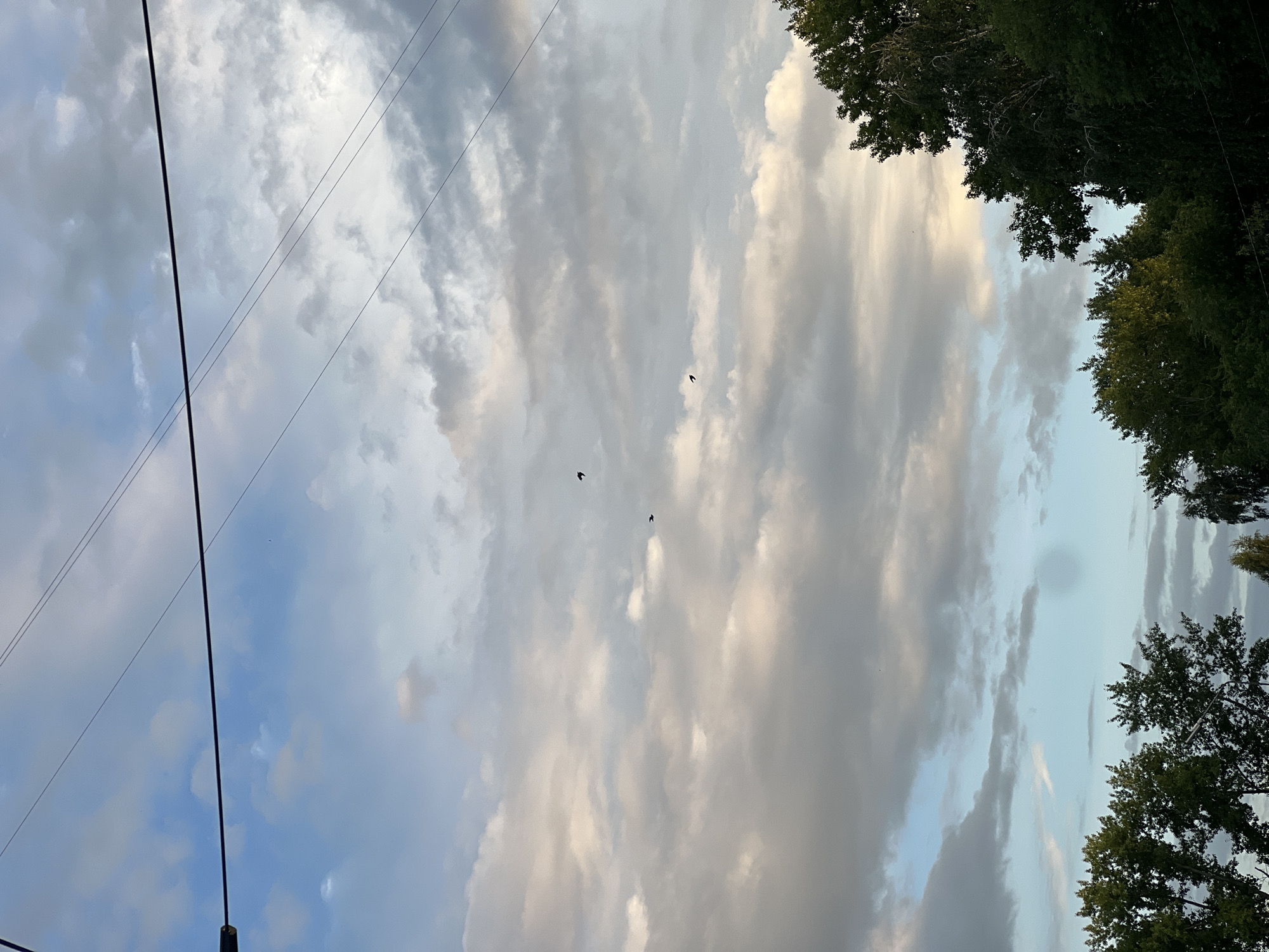 The image depicts a cloudy sky with several birds in flight, seen against a backdrop of trees and overhead power lines. The scene is located in Ulyanovsk, Russia. The sky exhibits a mix of light and dark gray clouds, with patches of blue sky visible. The trees, mostly deciduous with dense foliage, are positioned at the bottom and right edges of the frame, with their tops reaching into the lower portion of the sky. Multiple power lines traverse the upper part of the image, running diagonally. Three small, dark silhouettes of birds are discernible in the sky, suggesting they are in mid-flight. The lighting suggests it is either early morning or late afternoon, given the diffused light and the contrast between the illuminated and shadowed parts of the clouds. There are no discernible people or man-made structures other than the power lines.