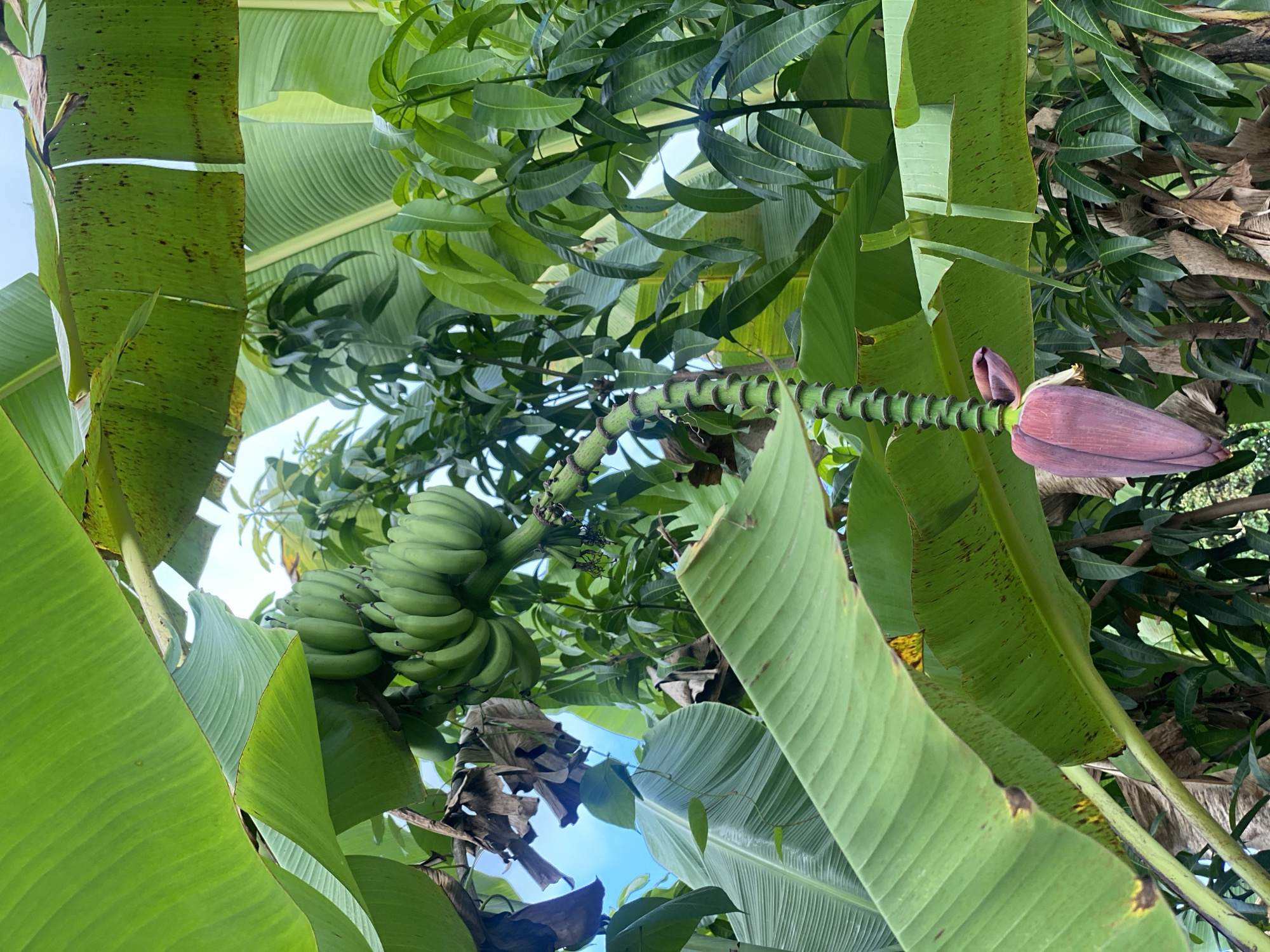 The image shows a bunch of green bananas hanging from a tree, with a banana flower below it. Large green banana leaves fill the foreground and frame the scene. In the background, there are mango trees with lush green leaves. The sky is visible through the leaves, suggesting an outdoor setting. The overall impression is of a tropical agricultural environment. The image was taken in Banjarbaru, Indonesia.