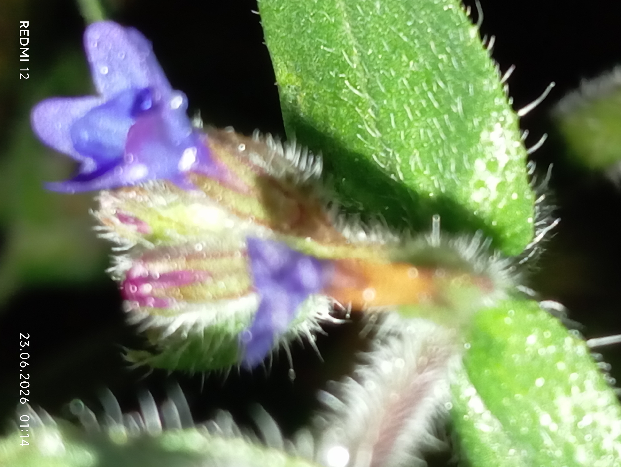 A close-up, macro photograph captures a small, purple flower with a fuzzy stem and green leaves. The flower has a distinct, somewhat tubular shape with visible petals and a few tiny, pink stamens. Water droplets are visible on the flower petals and leaves, suggesting recent dew or rain. The background is dark and out of focus, highlighting the intricate details of the plant. The bottom left corner of the image displays the text "REDMI 12," and the bottom right corner shows the date and time "23.06.2026 01:14". The image was taken in Smila, Ukraine.