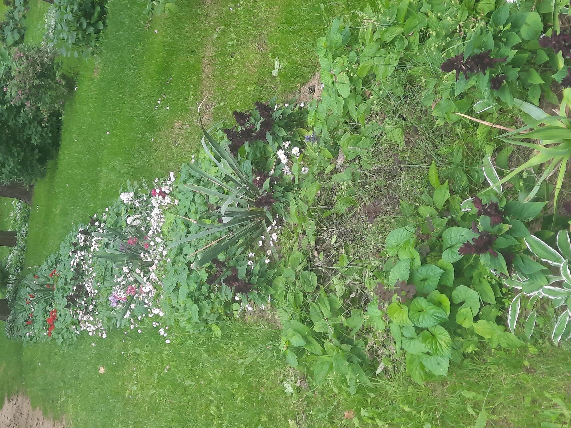 This image depicts a flower bed with various plants and flowers, bordered by a grassy area. The flower bed is arranged in a long, curving line. Several different types of flowers are visible, including small white flowers, some with darker centers, and some taller, darker purple spiky flowers. There are also broad-leaved green plants and some spiky green foliage. The overall scene suggests an outdoor garden setting. The location is specified as Парэчча, Belarus. There are no people visible in the image, and no actions or interactions are taking place. The environment is green and natural, with grass and various plants.
