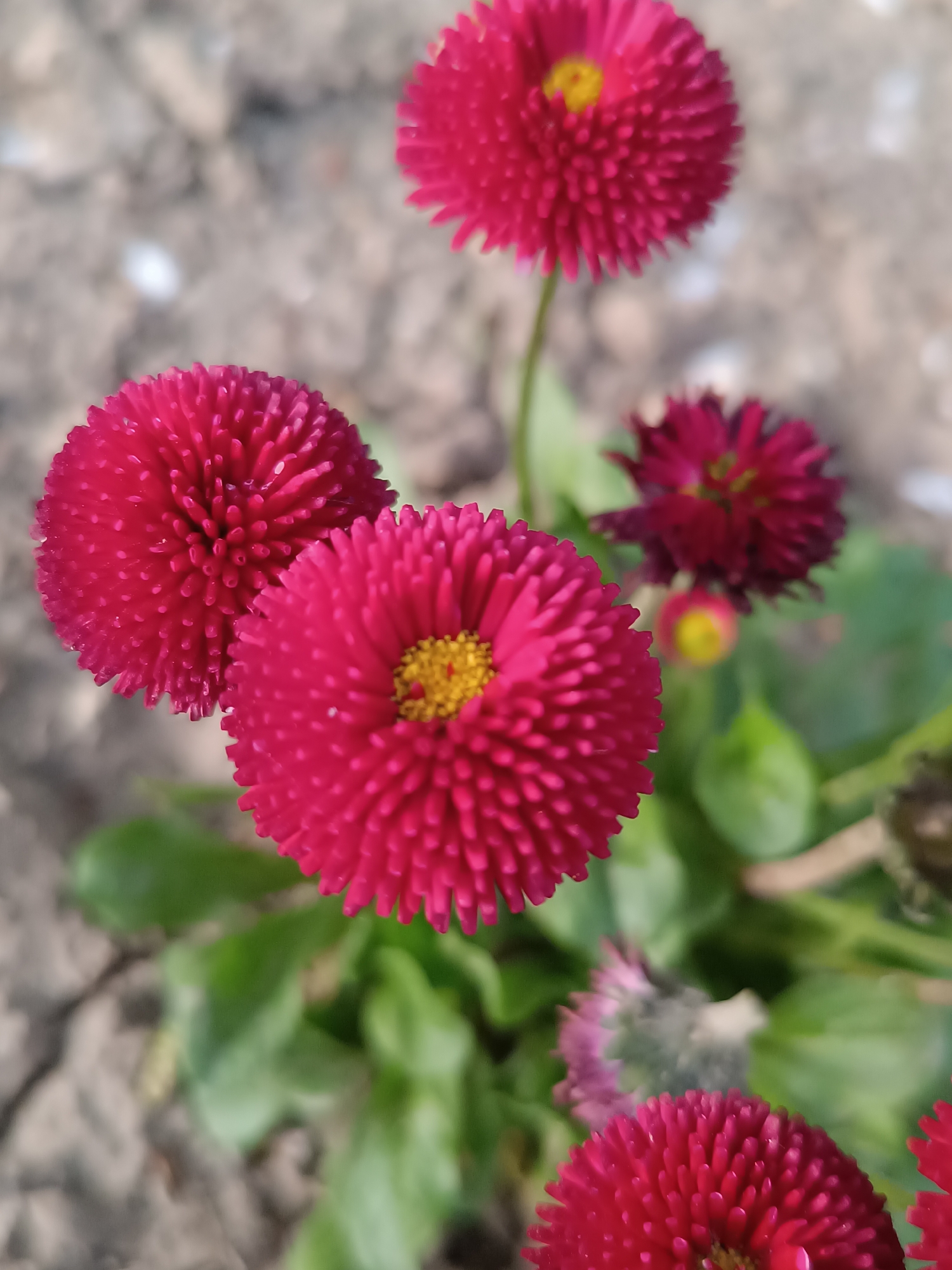 The image shows a close-up view of several red Bellis perennis flowers (English daisies). Some flowers exhibit a central yellow disc. The flowers are surrounded by green leaves and dry soil. The location of the image is Pleven, Bulgaria, but that is not evident in the image.