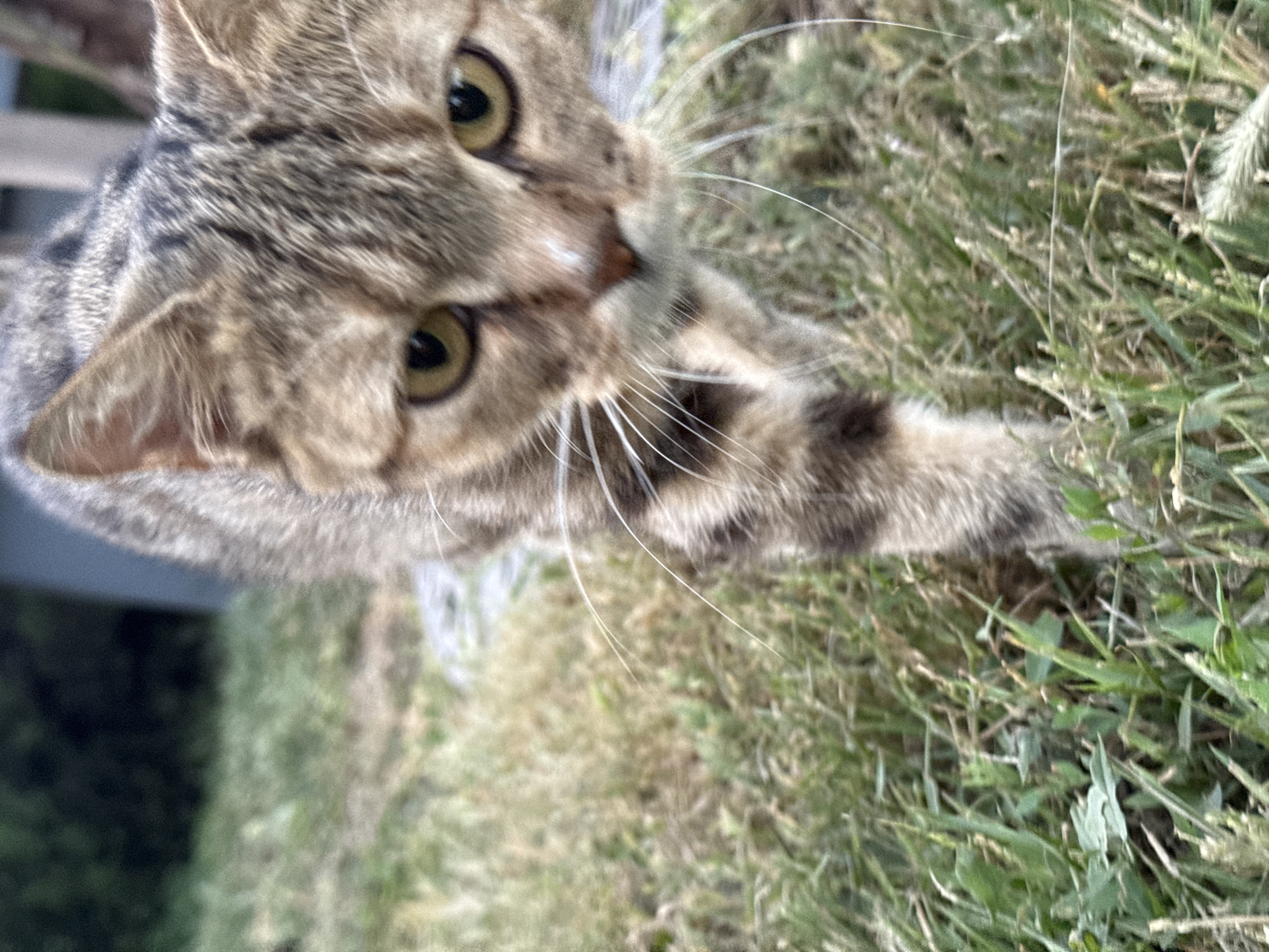 A close-up, low-angle shot shows a tabby cat walking forward on grass. The cat's face is in focus, with yellow eyes and striped fur. Its body is partially obscured by the foreground grass. The background is blurred, showing a dark green area and a hint of a structure. The image appears to have been taken outdoors in a park or garden setting.