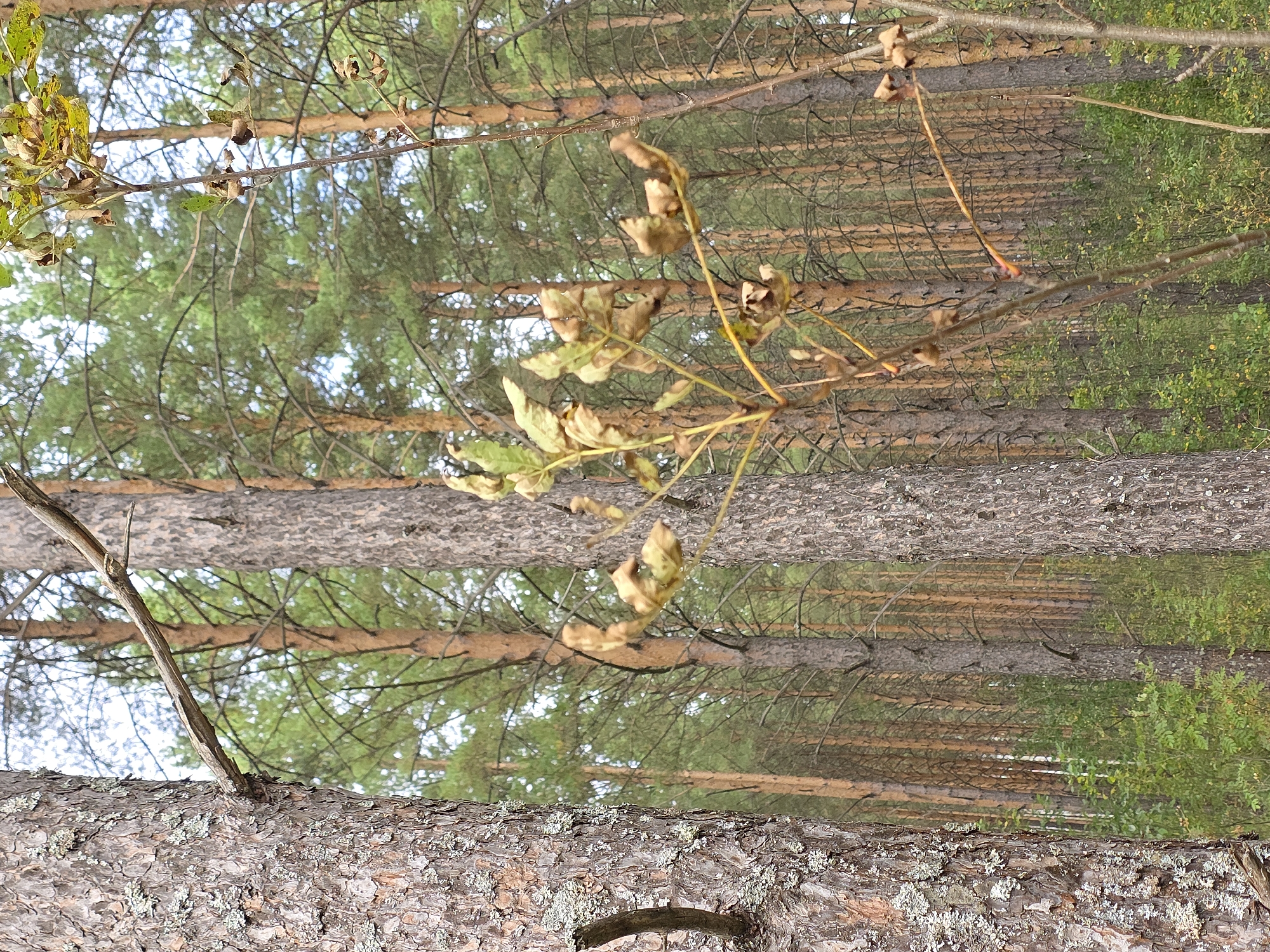 An image of a dense forest with tall, slender pine trees. A large tree trunk with rough, lichen-covered bark dominates the left foreground. A thin branch extends from this trunk towards the center of the image. In the middle ground, a branch with wilting, yellowing leaves is prominently displayed. The background consists of a thick wall of pine trees, suggesting a natural, undeveloped area within or on the outskirts of Magnitka, Russia. There are no people or animals visible in the scene. The ground is covered with green undergrowth. The lighting suggests an overcast or diffused daylight.