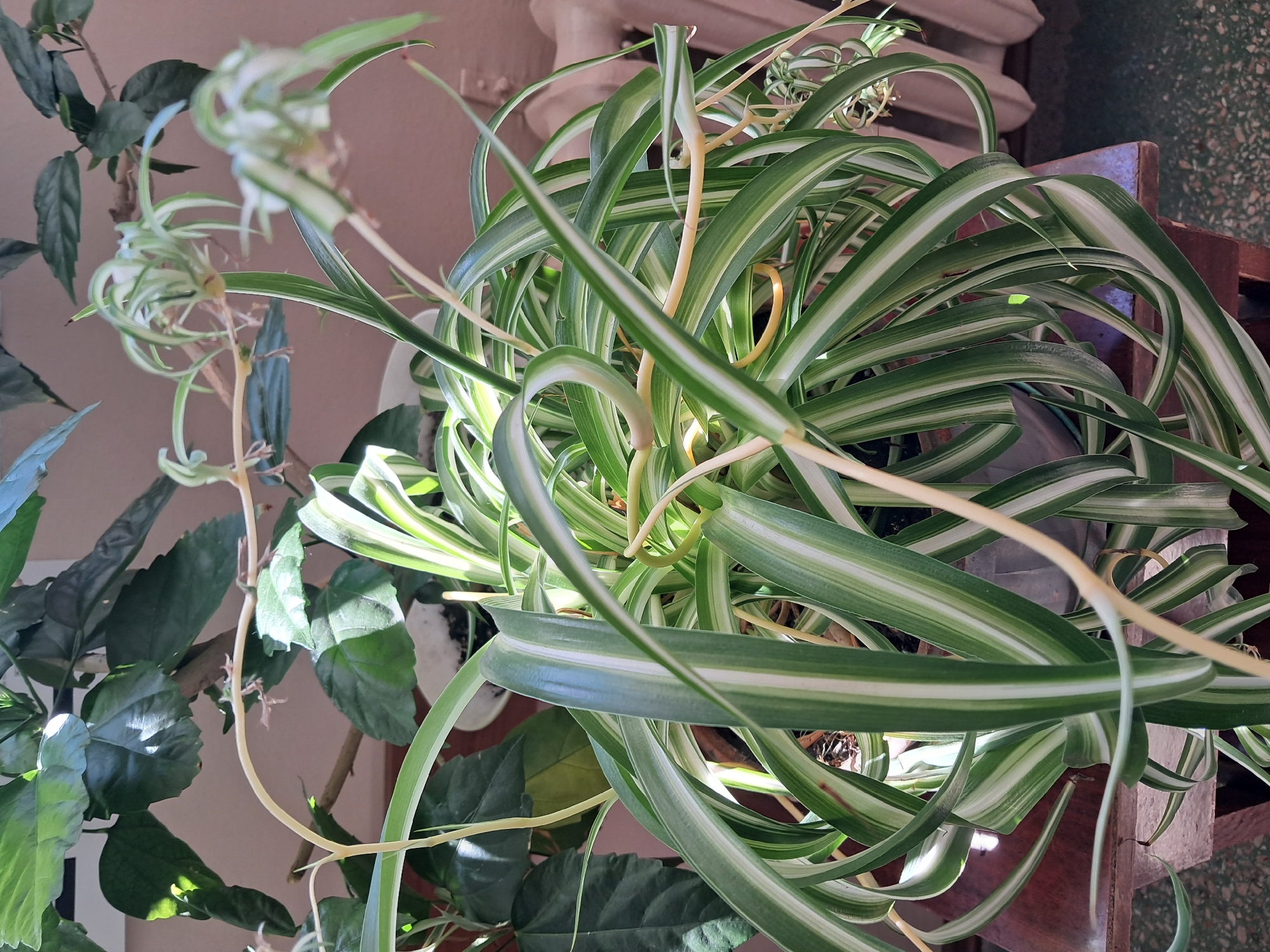 An indoor spider plant, with long, variegated green and white striped leaves, is the primary subject of the image. The plant is in a pot and sits on a wooden surface, possibly a table or stand. In the background, there are other plants with dark green leaves, a radiator, and a wall. The lighting suggests it is daytime, with sunlight casting shadows. The location is identified as Kremenchuk, Ukraine.