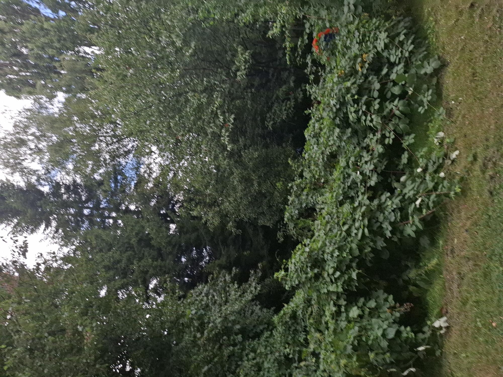 In a dense forest in Hamburg, Germany, green foliage obscures the view. A patch of orange and blue cloth is visible in the upper right corner. The trees are tall and lush, with sunlight filtering through the leaves. The ground is covered in grass and fallen leaves. The overall impression is one of natural beauty and tranquility.