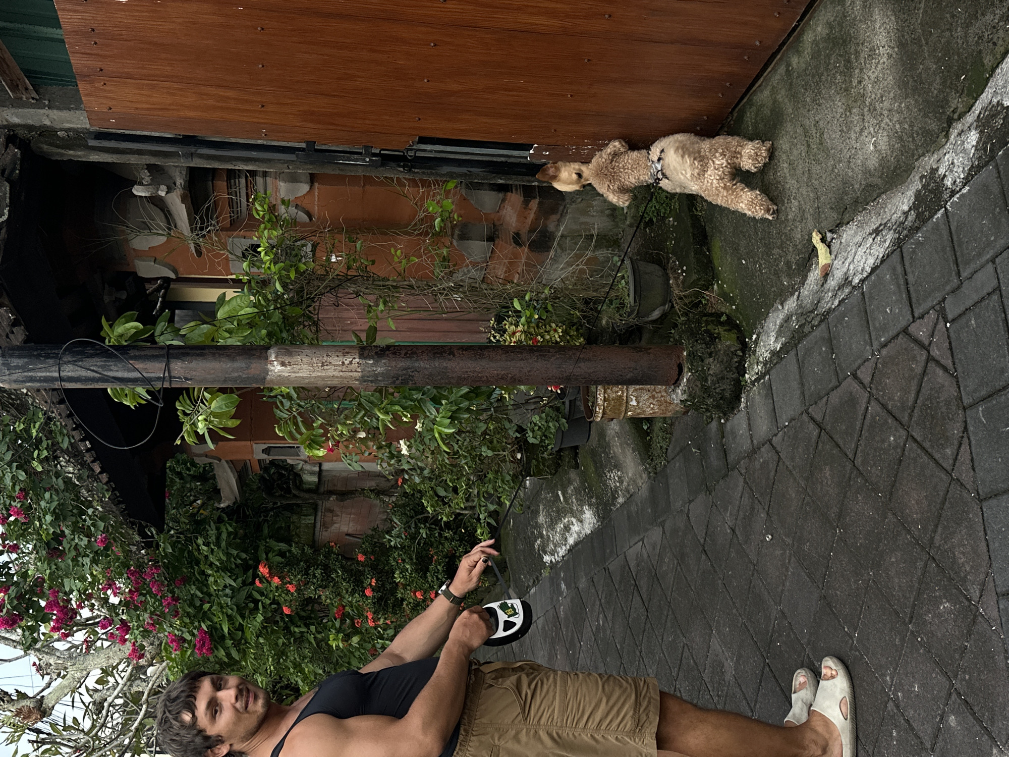 A man stands on a gray stone-paved walkway in North Kuta, Indonesia, holding a black and white object in his left hand. He is wearing a black tank top, khaki shorts, and white sandals. A tan-colored poodle stands beside a mossy, gray concrete wall, connected to the man by a black leash. Above the dog, there is a brown wooden wall. A pipe runs horizontally across the middle of the image, with green plants and vines growing around it and up the wall. The environment includes other green plants and flowering bushes.