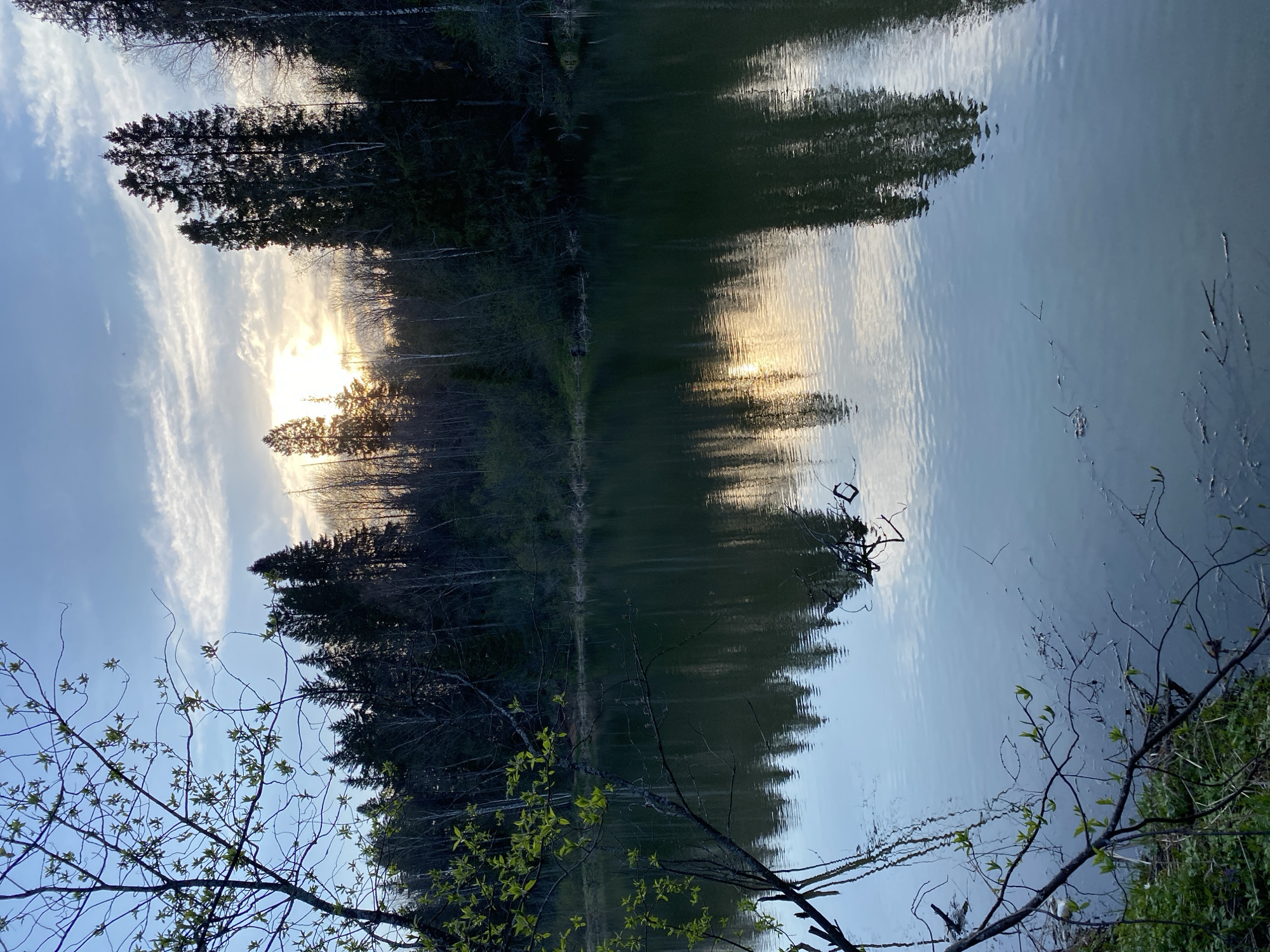 The image shows a calm lake reflecting a forest and sky. The sun is setting behind the trees, casting a bright light and creating reflections on the water. The sky is partly cloudy. In the foreground are branches with new leaves. This location is in Баклуши, Russia.