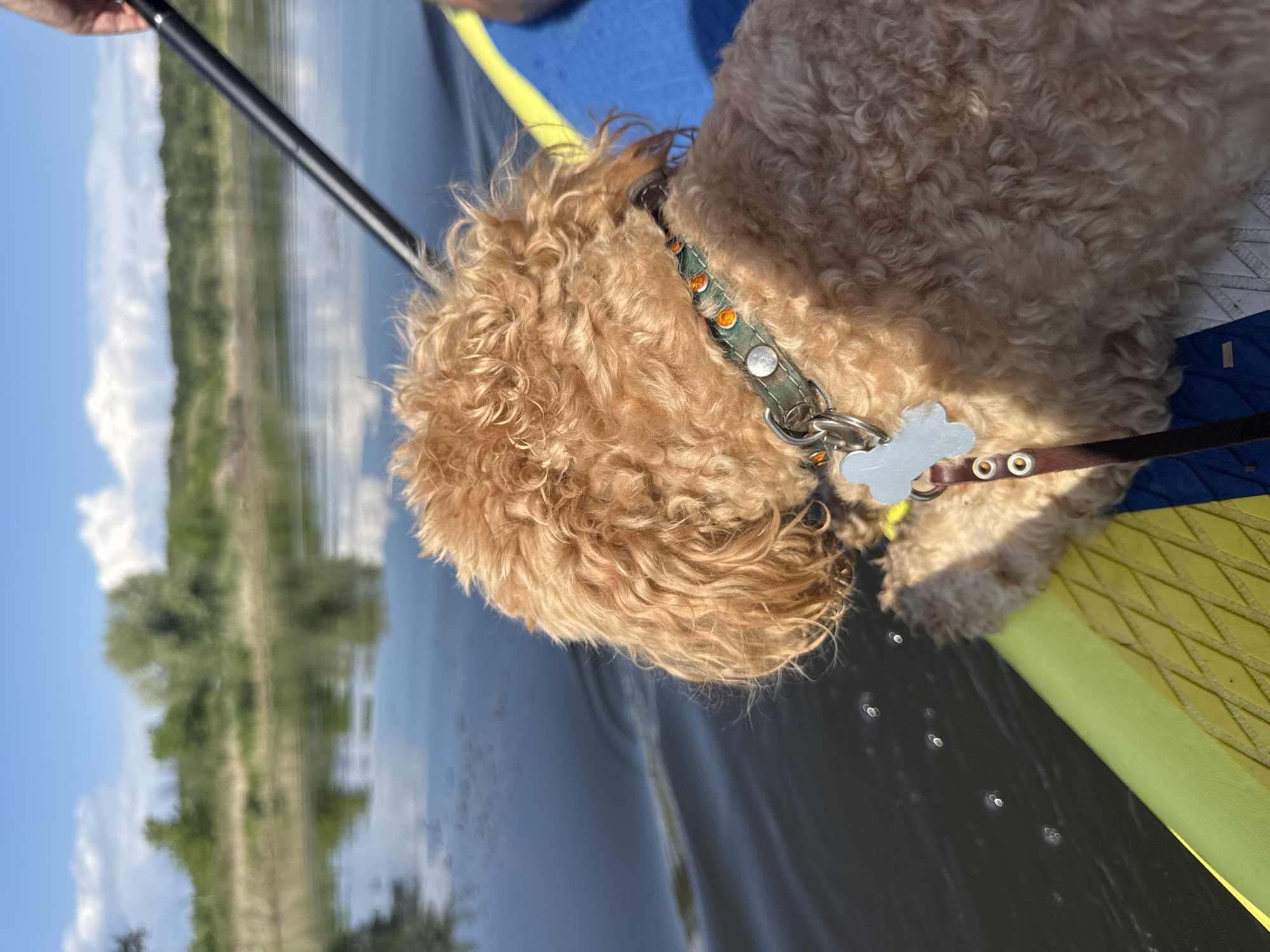 A light brown, curly-haired dog is on a paddleboard in a body of water. The dog is facing away from the camera, with its head turned slightly to the left. The dog is wearing a green collar with orange accents and a bone-shaped tag. A paddle is visible extending from the upper right of the frame, held by an unseen person. The paddleboard is blue and yellow. The background shows a calm body of water reflecting a blue sky with scattered clouds and a tree-lined shore. The location is the city of Pribrezhnyi, Russia.
