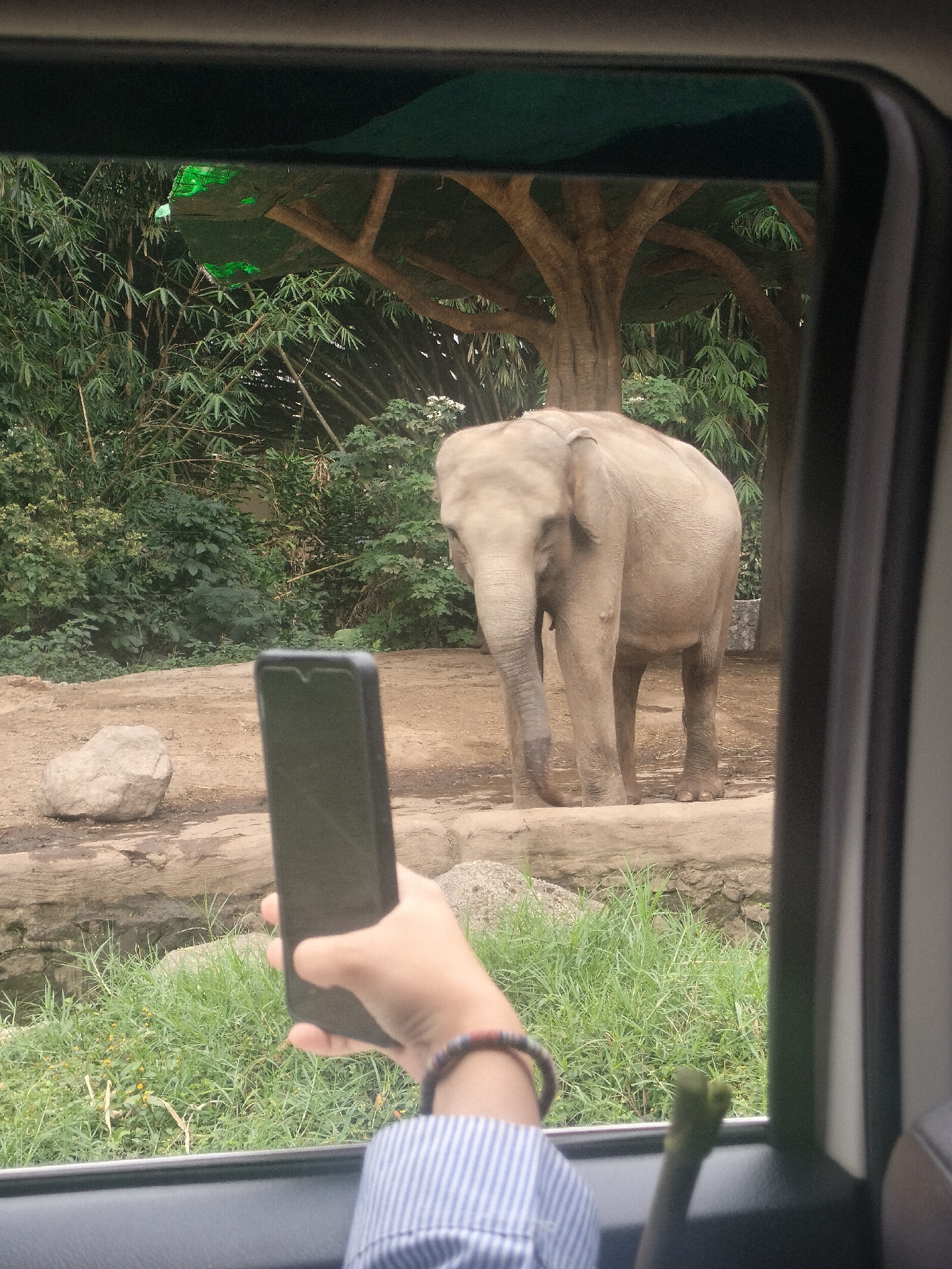 A light-colored elephant stands in an enclosure behind a body of water and lush green grass, as viewed from inside a vehicle. The elephant is positioned in the center of the frame, facing left with its trunk slightly lowered. In the foreground, a person's hand is visible holding a black smartphone, angled upwards as if taking a photograph or video. The person's left arm, clad in a blue and white striped shirt, is also visible, wearing a beaded bracelet. The environment includes trees with thick trunks and green foliage, and rocks on the ground within the enclosure. The scene appears to be an outdoor exhibit, possibly at a zoo or wildlife park, given the presence of the elephant and the enclosure. The setting is a city in Indonesia, Cisarua.