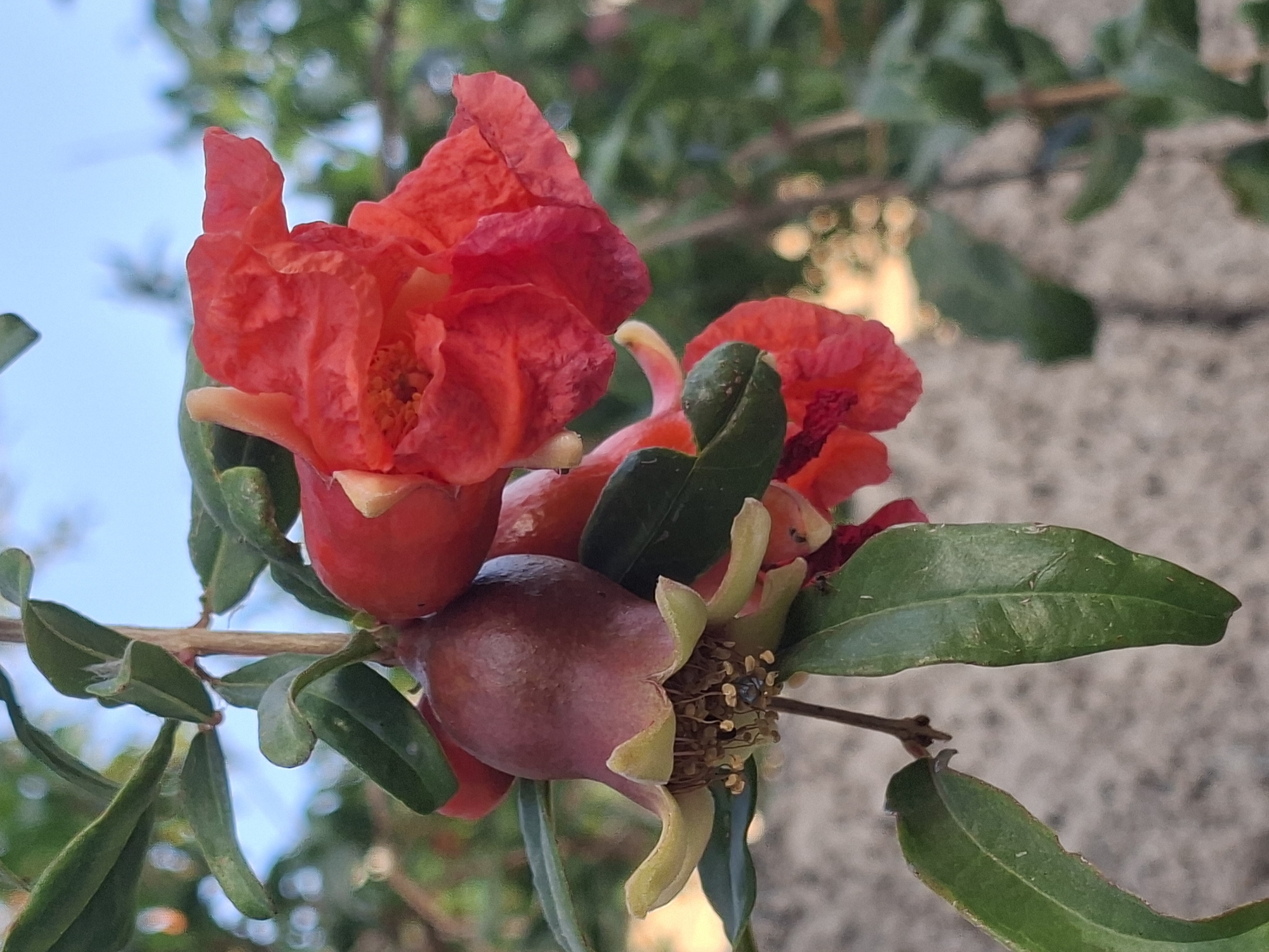 A pomegranate flower and developing fruit hang from a branch, with green leaves providing a backdrop. The flower is a vibrant red, with ruffled petals. The developing fruit is a deep reddish-brown, with a calyx of light green sepals at its base. A small insect, possibly a bee, is visible on the stamens of the fruit. The scene is outdoors, with a blurred background of foliage and a light blue sky. The location is identified as being in the city of Tashkent, Uzbekistan. The image is a close-up, likely taken with a macro lens, focusing on the details of the plant.