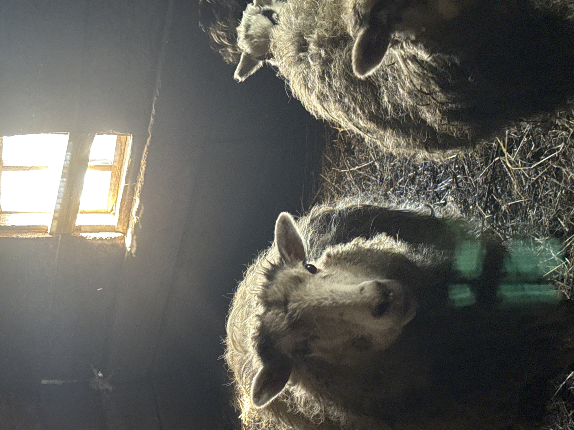 The image shows two sheep in a dimly lit space, likely a barn, with straw on the ground. The scene is illuminated by light coming through a small, framed window in the upper left. The location, Кипчак, Russia, cannot be confirmed from visual evidence alone. The perspective is looking up at the sheep, with one sheep closer and more in focus than the other.