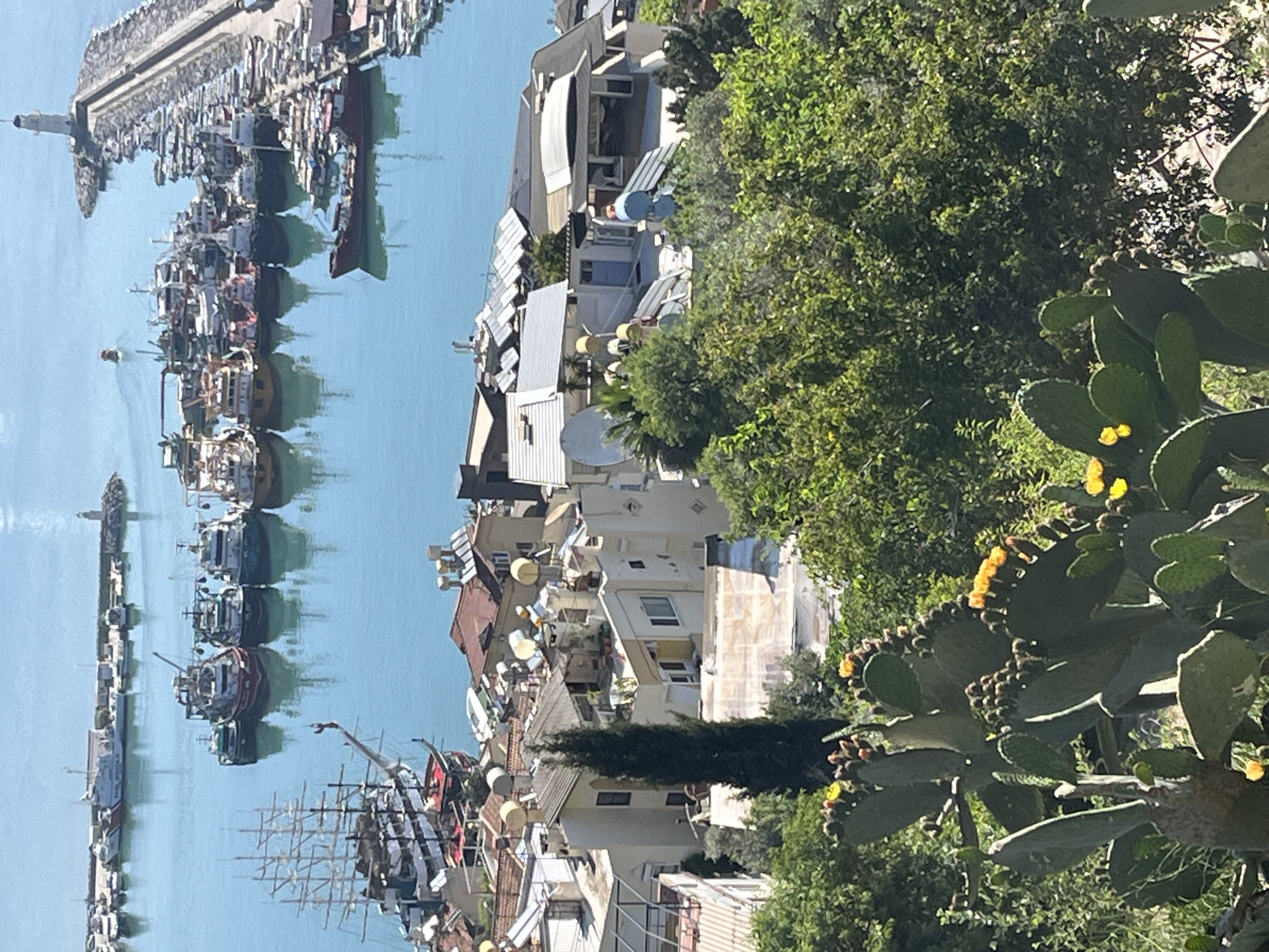 The image presents an elevated view overlooking a section of Alanya, Turkey, specifically the harbor area. The foreground features a prickly pear cactus with yellow flowers and developing fruit, indicating a warm climate. Moving towards the center, the rooftops of buildings with diverse architecture and an abundance of satellite dishes form the urban landscape. The harbor dominates the left side of the image, filled with numerous boats and ships docked along the pier and water's edge. The clear blue water extends towards the horizon under a bright sky, typical of Mediterranean coastal regions. The photograph captures a blend of natural elements with urban development, common in coastal Turkish cities.