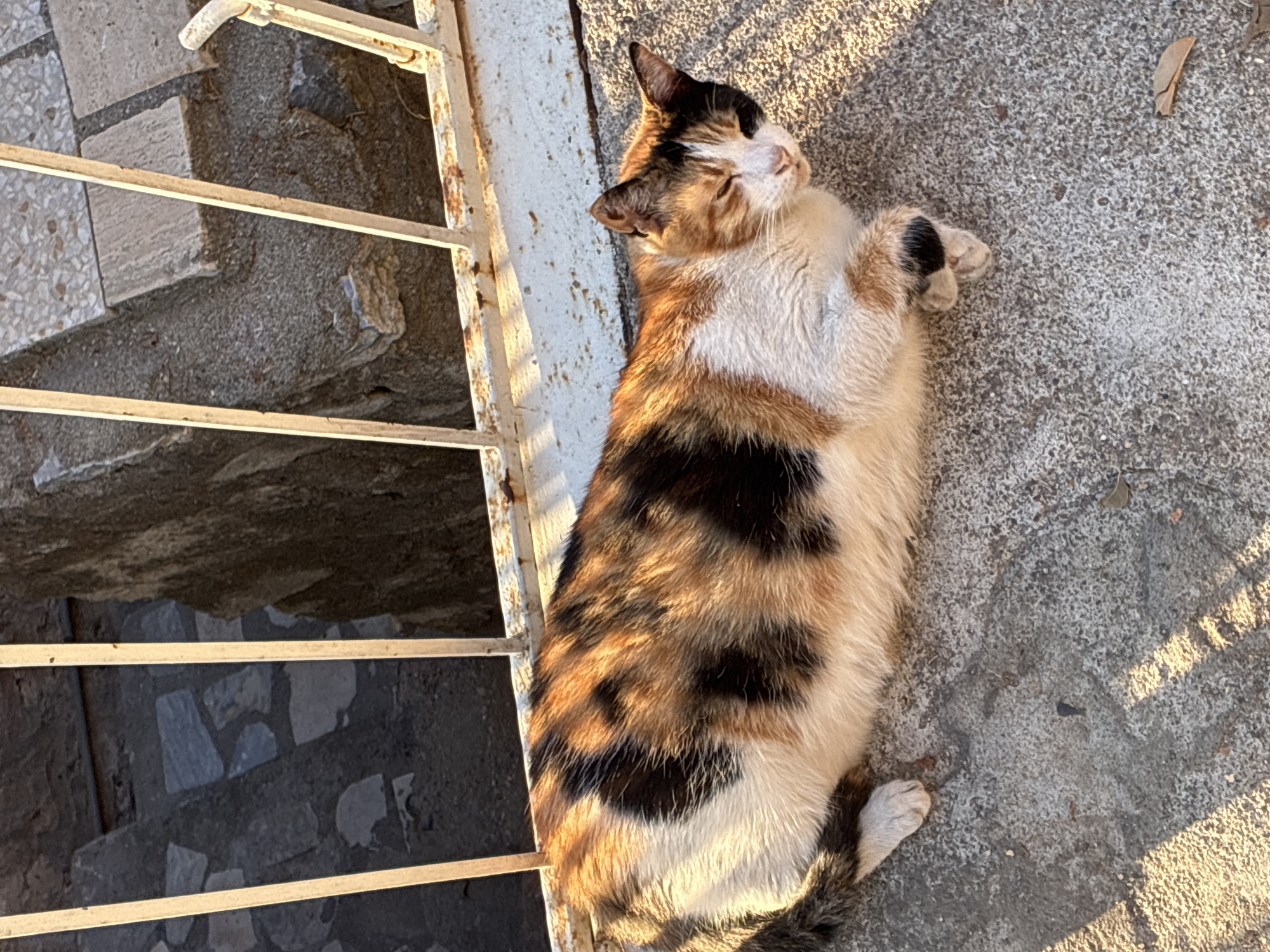 A calico cat with patches of white, black, and orange is lying on a concrete surface in Alanya, Turkey. The cat is resting in a patch of sunlight, with its eyes closed. Behind the cat is a weathered white metal railing, and beyond that, stone steps and rough concrete walls. The scene appears to be outdoors, possibly in a courtyard or on a street. The lighting suggests it is daytime.