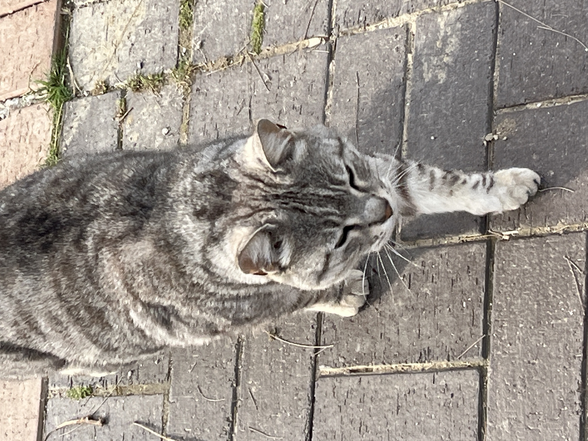 A gray tabby cat stretches its front paw on a brick surface. The cat's coat is a mix of gray and lighter stripes, and its head is turned slightly to the right. The background is composed of gray bricks with some minor vegetation visible in the cracks between them. The scene is brightly lit. There is no information to indicate this photo was taken in Alanya, Turkey.