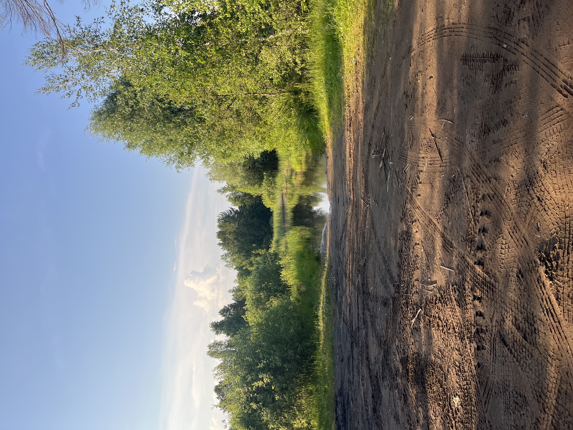 The image depicts a dirt road with visible tire tracks leading towards a body of water surrounded by lush green trees. The sky is a clear blue with some fluffy white clouds. The scene appears to be a natural landscape, possibly a rural area or a park. The lighting suggests it is either early morning or late afternoon, with the sun casting shadows on the ground. There are no people or animals visible in the image. The location is specified as Chaikovsky, Russia.